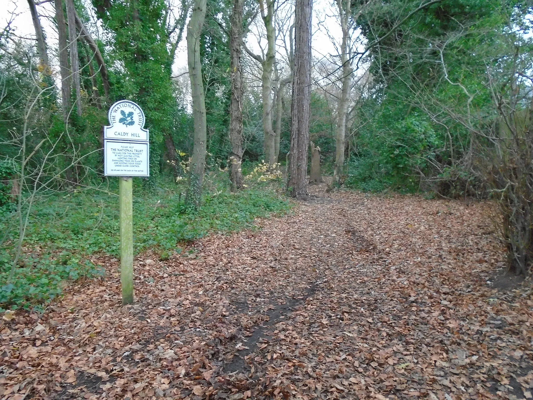 Photo showing: Woods on Caldy Hill, Wirral, at the junction of Thorsway & Kings Drive.