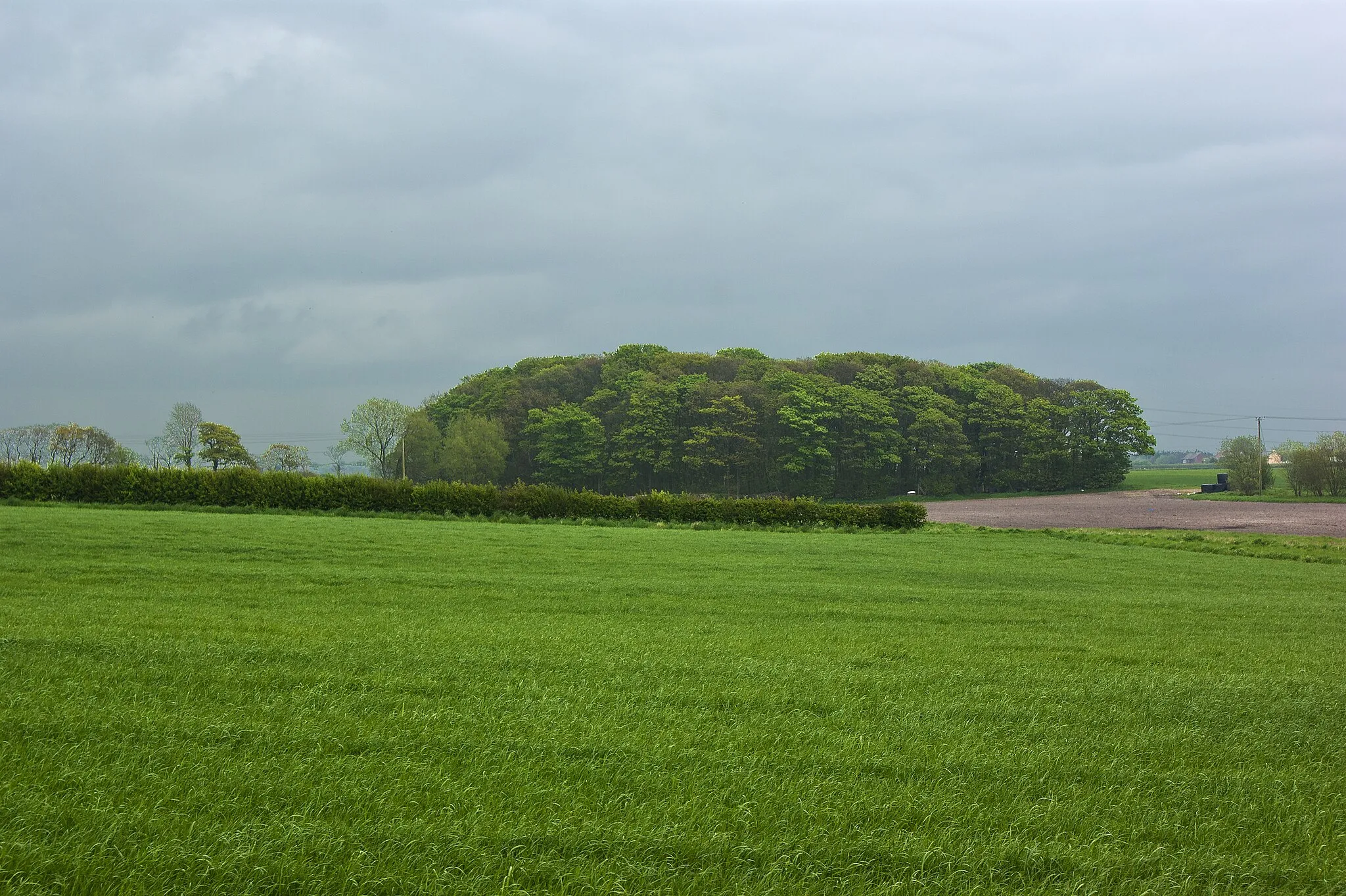 Photo showing: A copse by Brookfield Farm