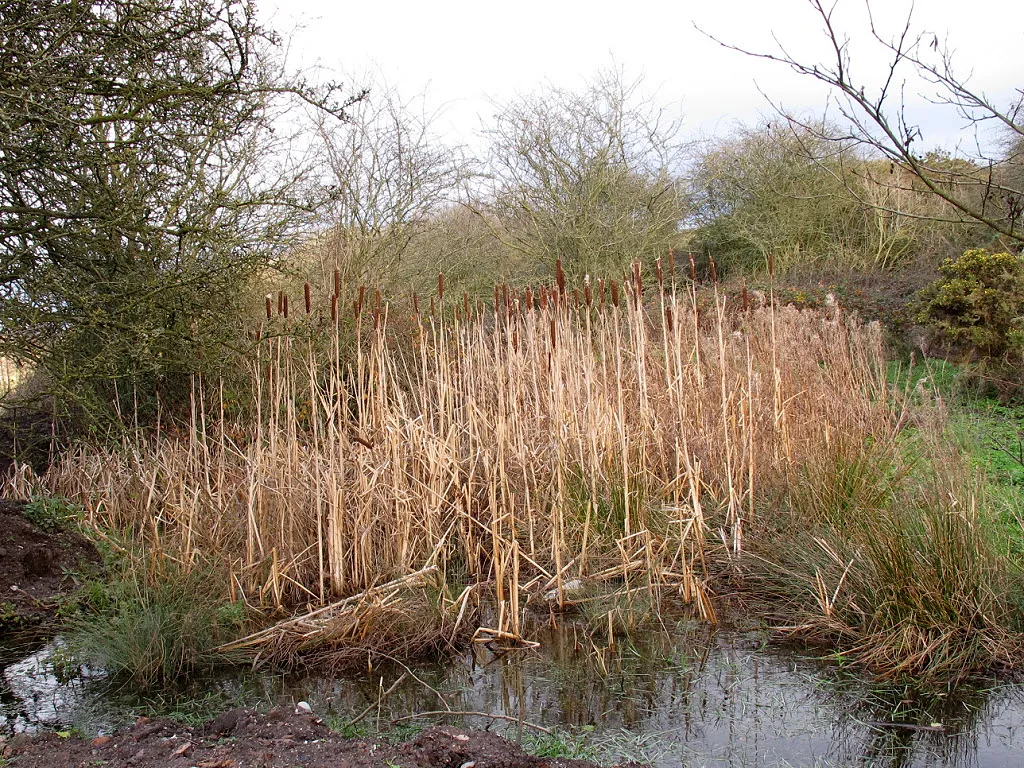 Photo showing: Bulrushes alongside the Weaver