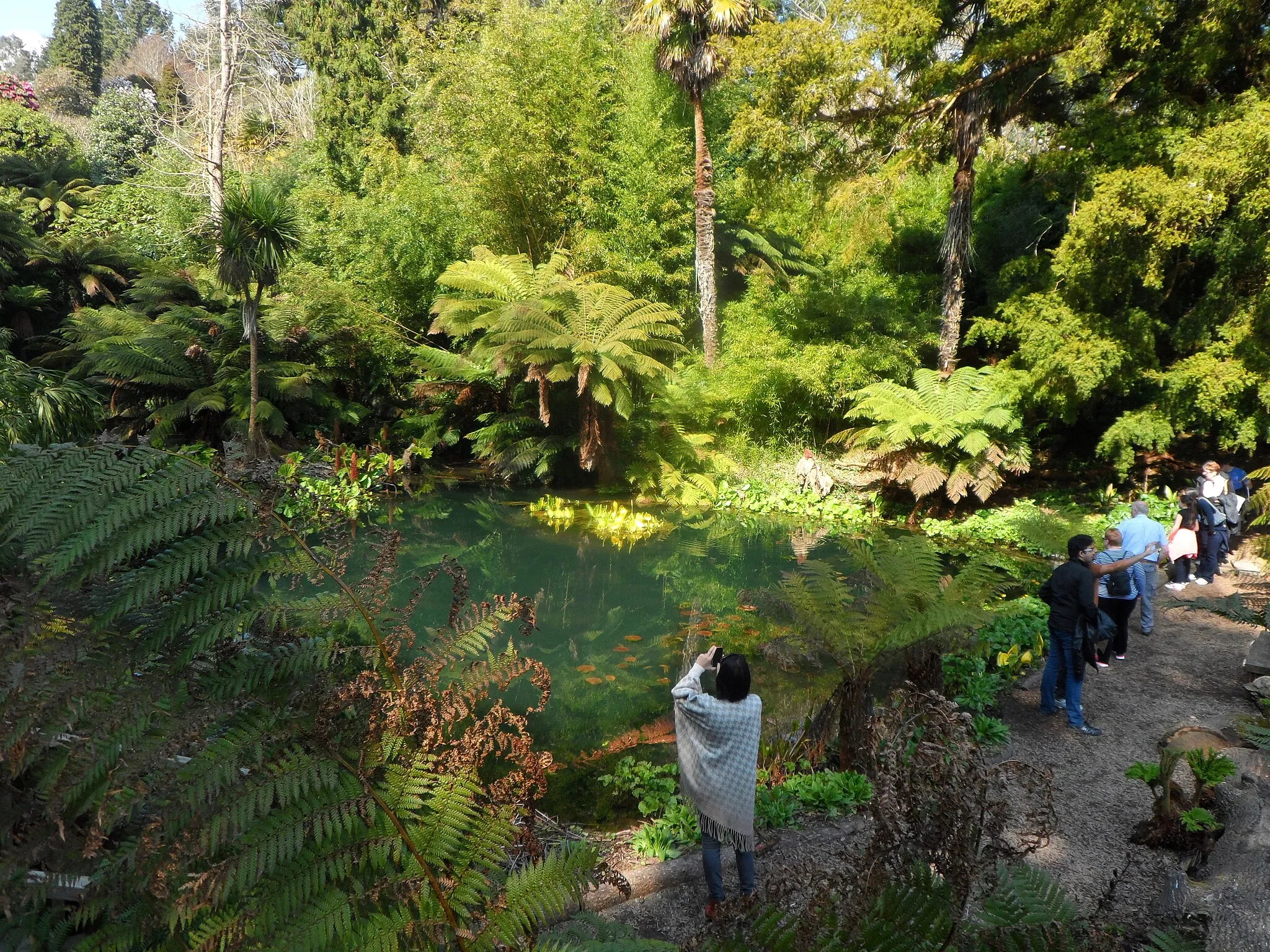 Photo showing: 'The Jungle' - Lost Gardens of Heligan