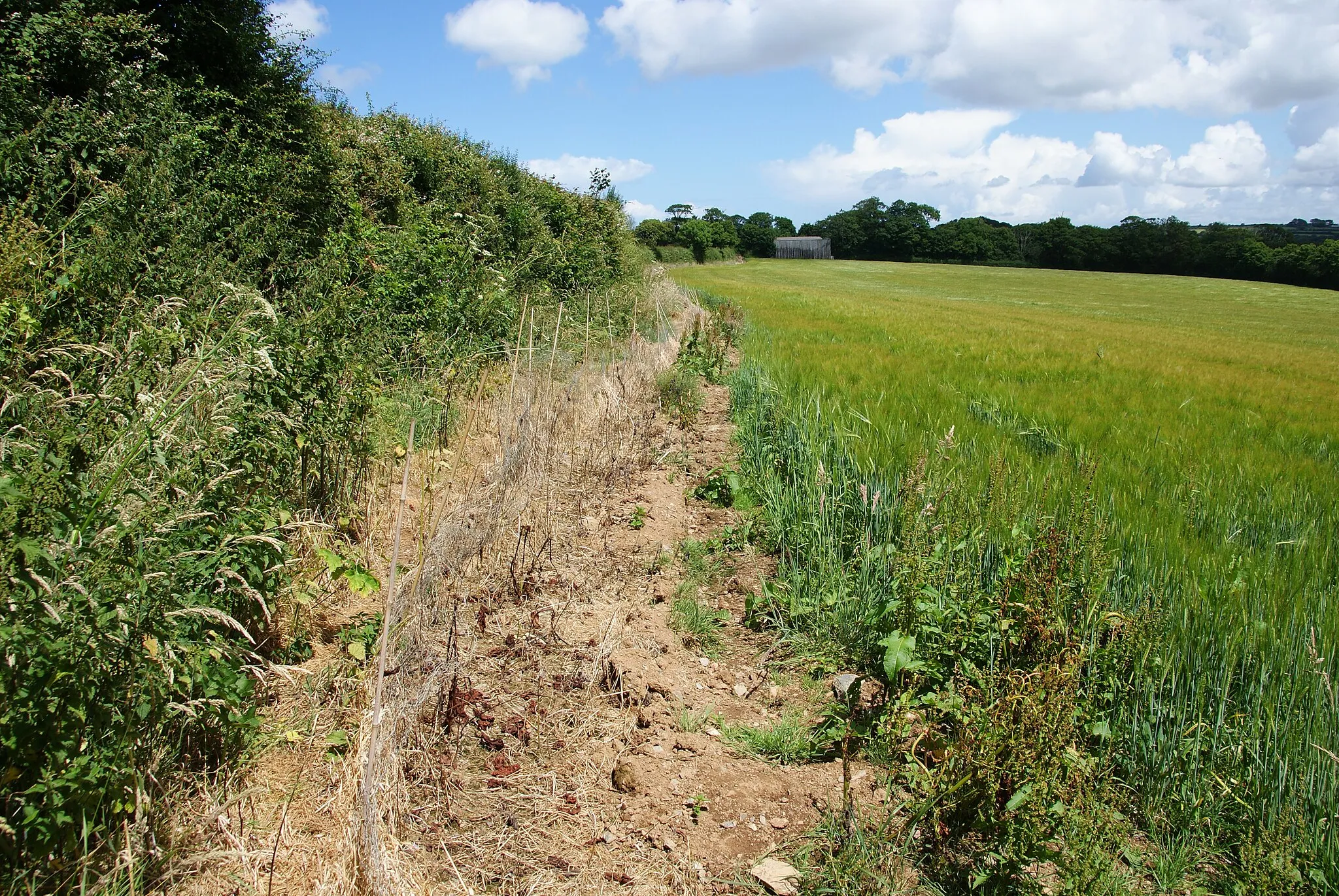 Photo showing: A defined path near Tregethas Farm