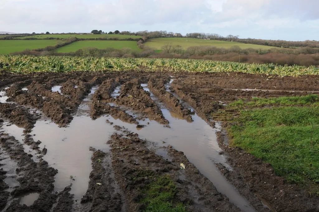 Photo showing: A wet field of sprouts