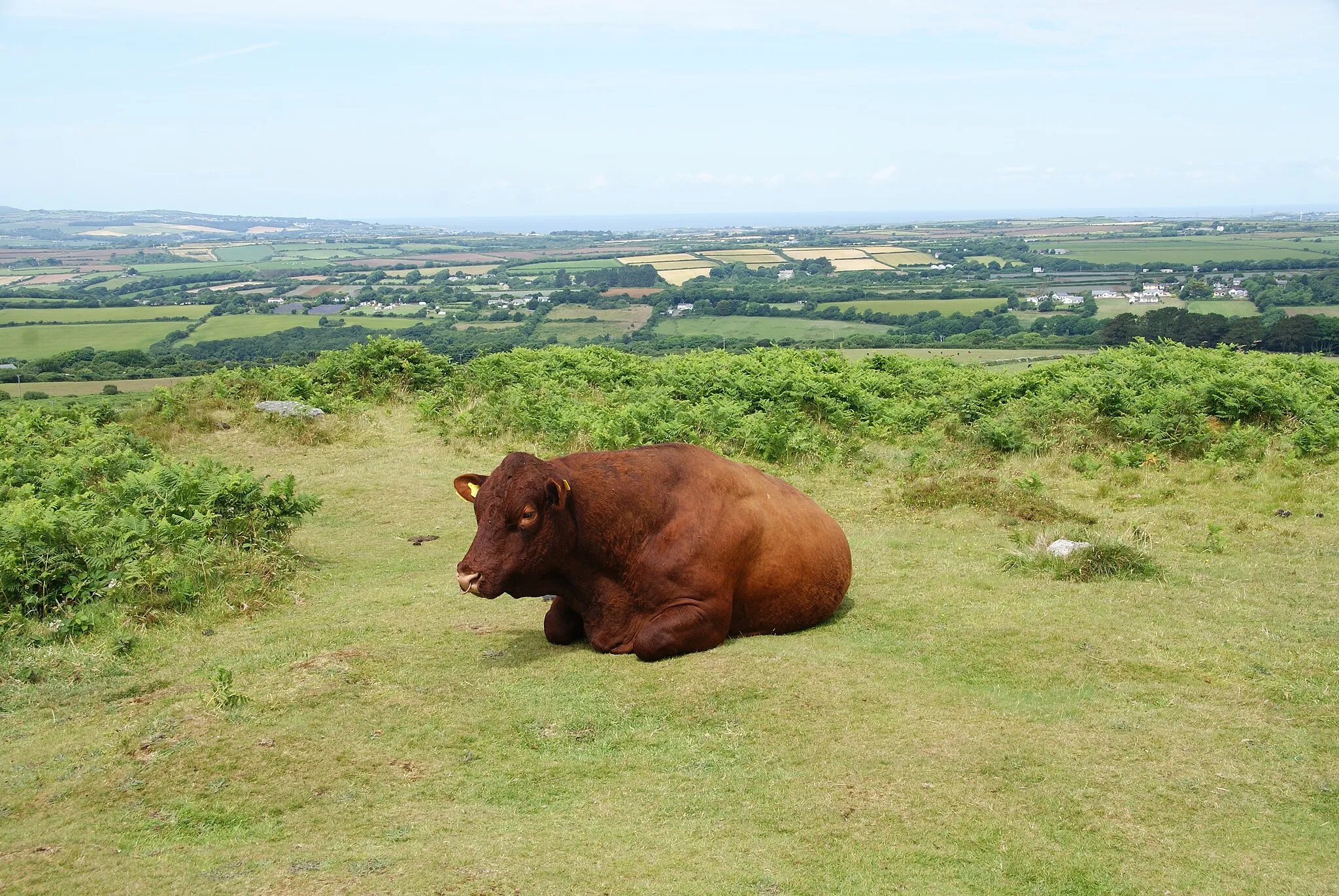 Photo showing: Bull on Godolphin Hill