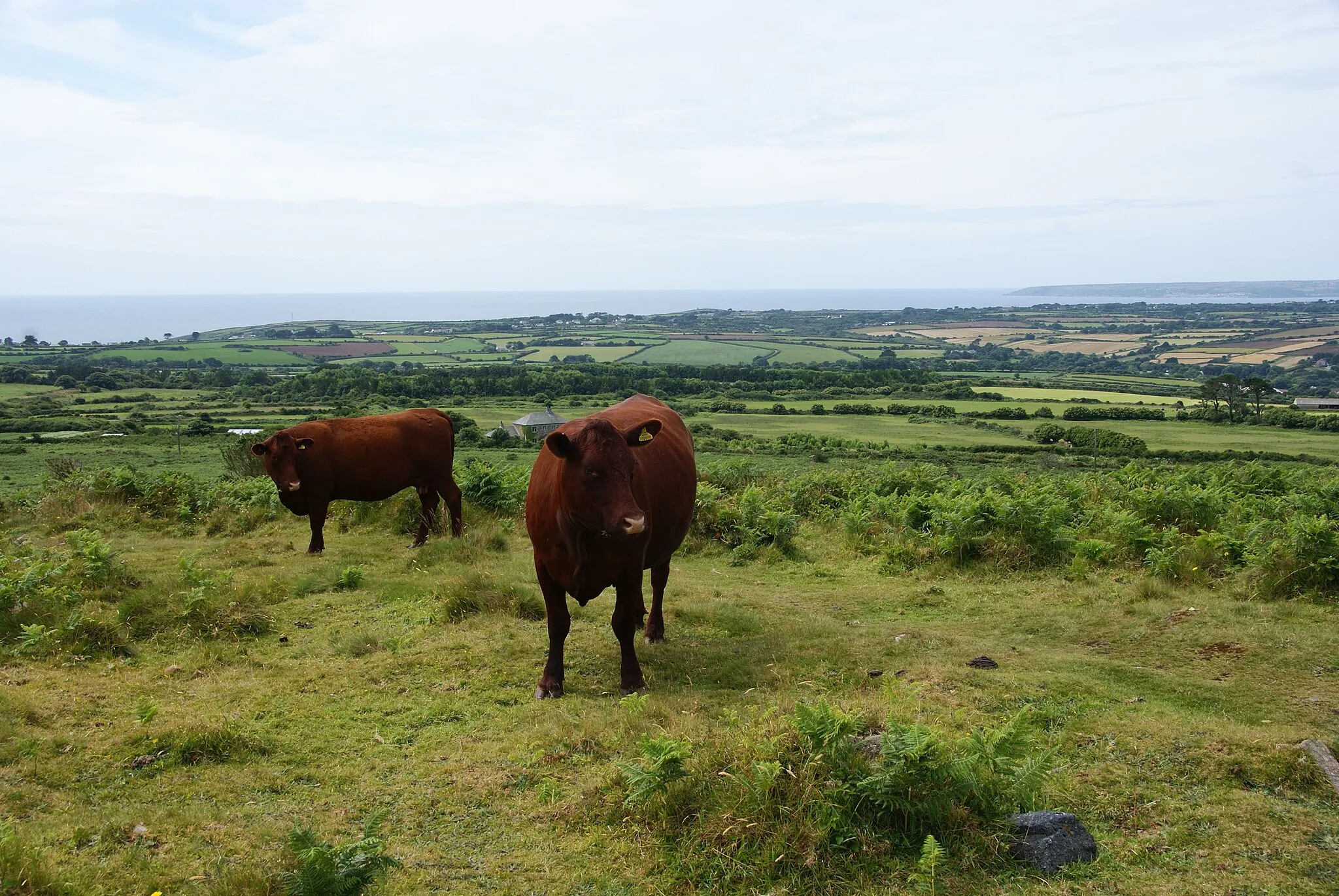 Photo showing: Red Devon cows on Godolphin Hill