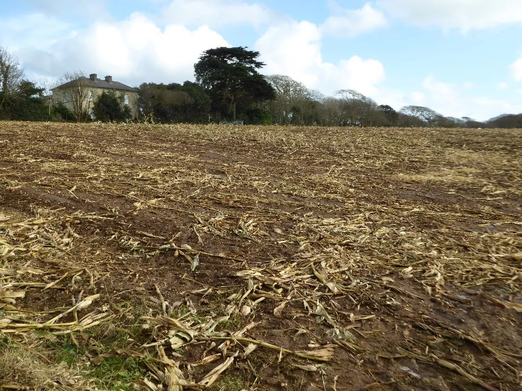 Photo showing: A harvested maize field