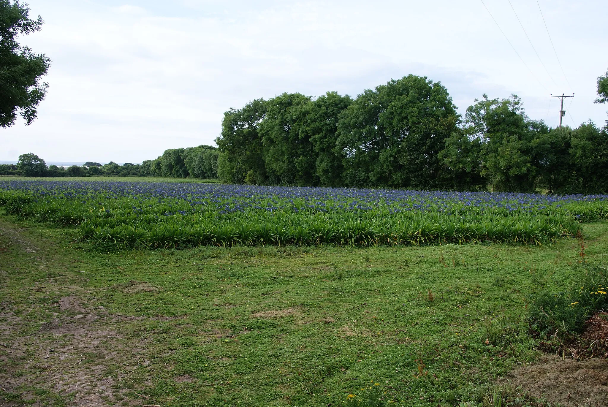 Photo showing: A crop of Agapanthus