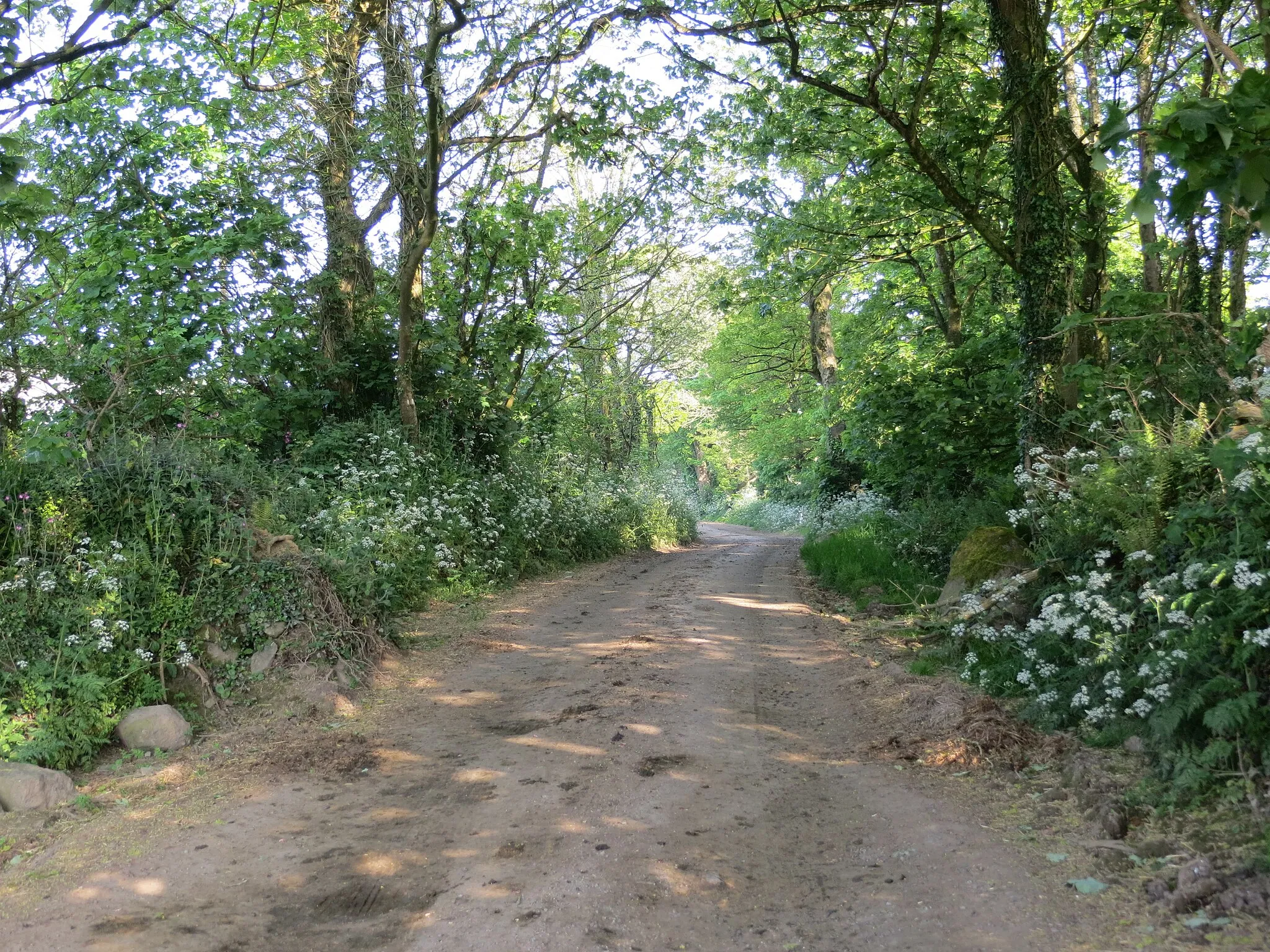 Photo showing: Tree and Hedge-lined road near Trelan