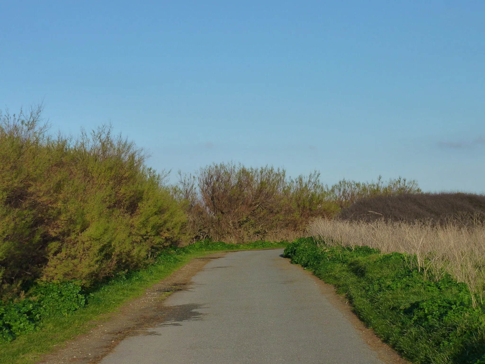 Photo showing: Bend in the lane, near Trevose Farm