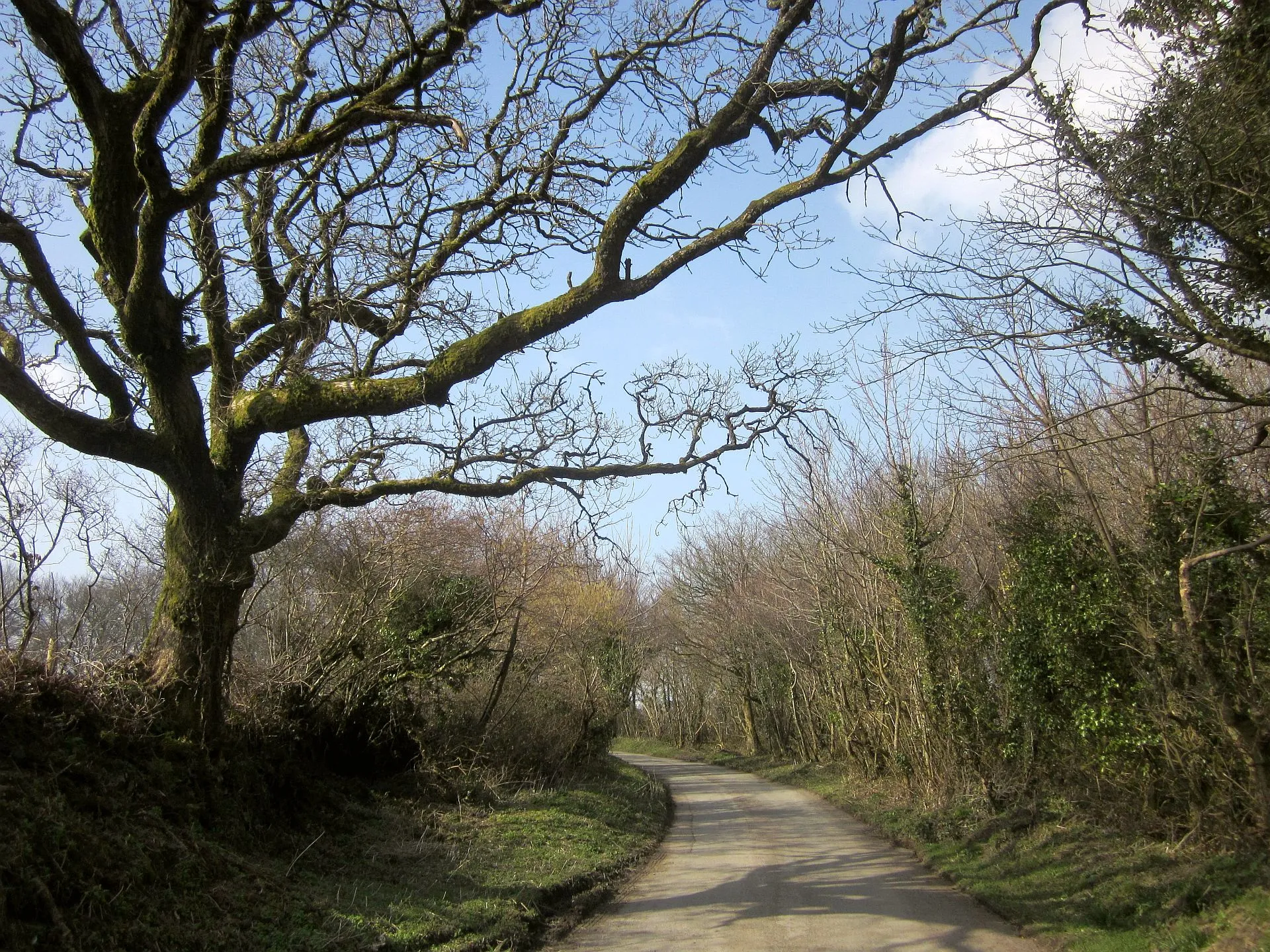 Photo showing: Lane to Warbstow Cross