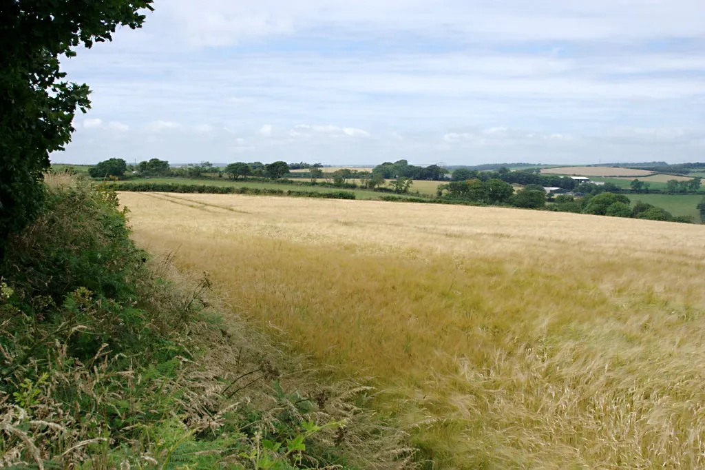 Photo showing: A Field of Barley