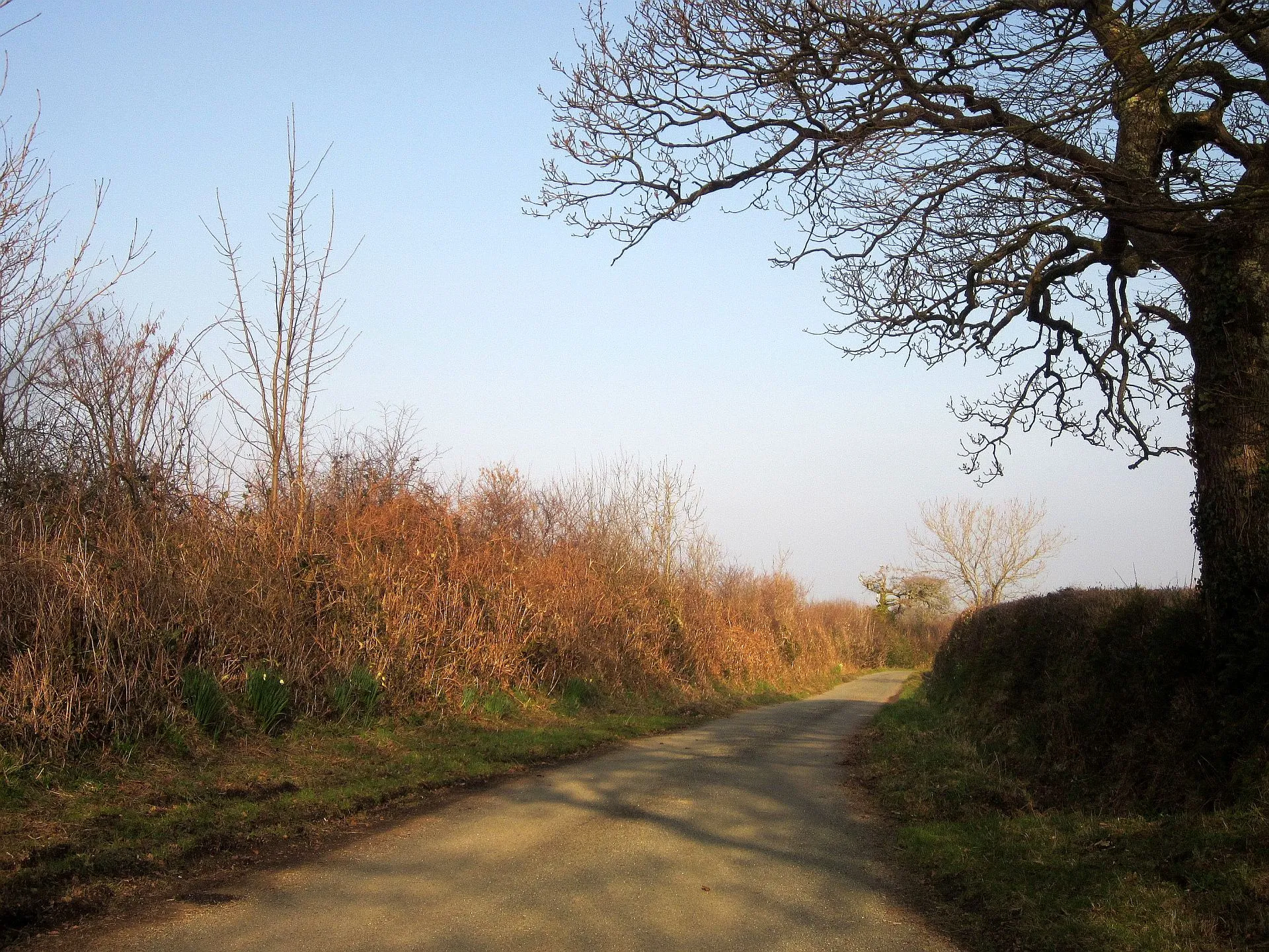 Photo showing: Farm lane to Tascott