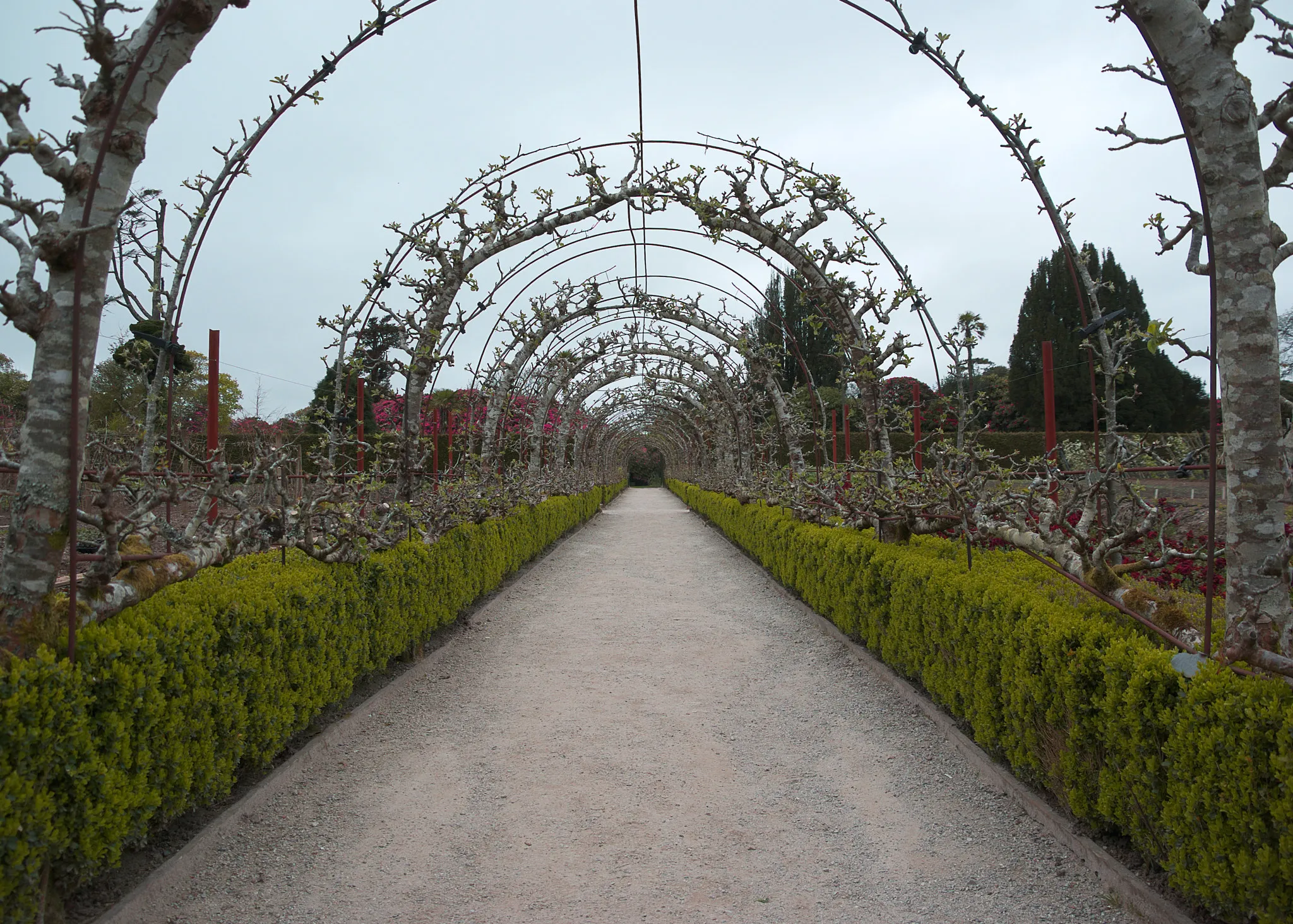 Photo showing: 500px provided description: Arches of rose bushes lead you and your eyes to the end of this dusty track [#park ,#trees ,#sky ,#flowers ,#beauty ,#spring ,#color ,#flower ,#sun ,#light ,#tree ,#summer ,#plants ,#beautiful ,#foliage ,#natural ,#plant ,#green ,#garden ,#arch ,#flora ,#botanical ,#gardens ,#vines ,#greenery ,#flower bed ,#arches ,#springtime ,#arboretum ,#landscaping]