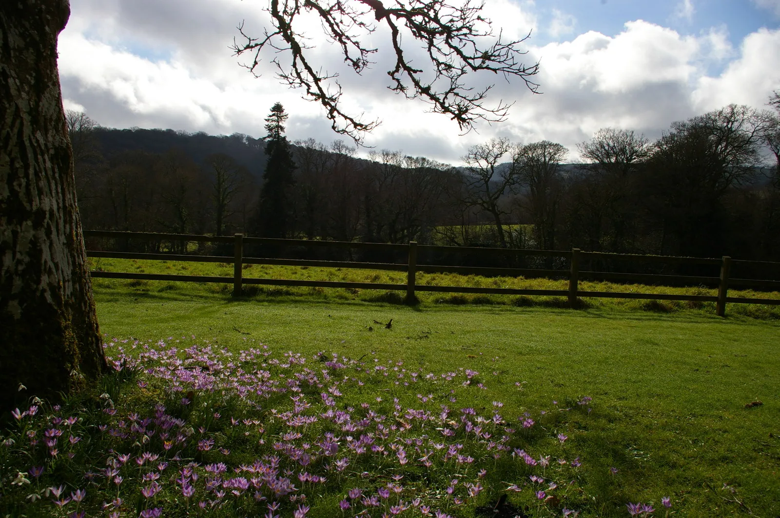 Photo showing: Croci and view into parkland, Cutmadoc