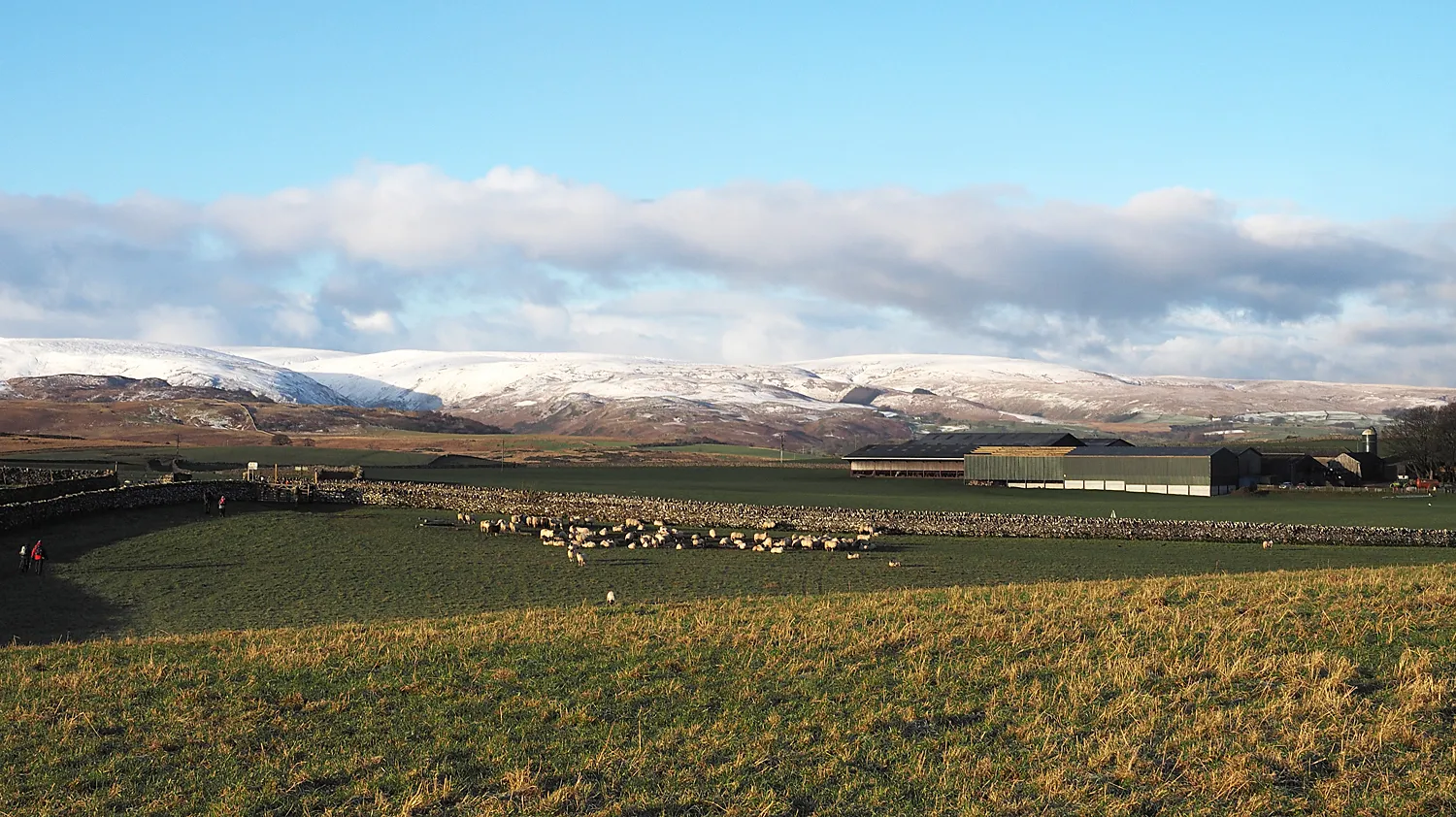 Photo showing: Sheep in field with High Buildings beyond