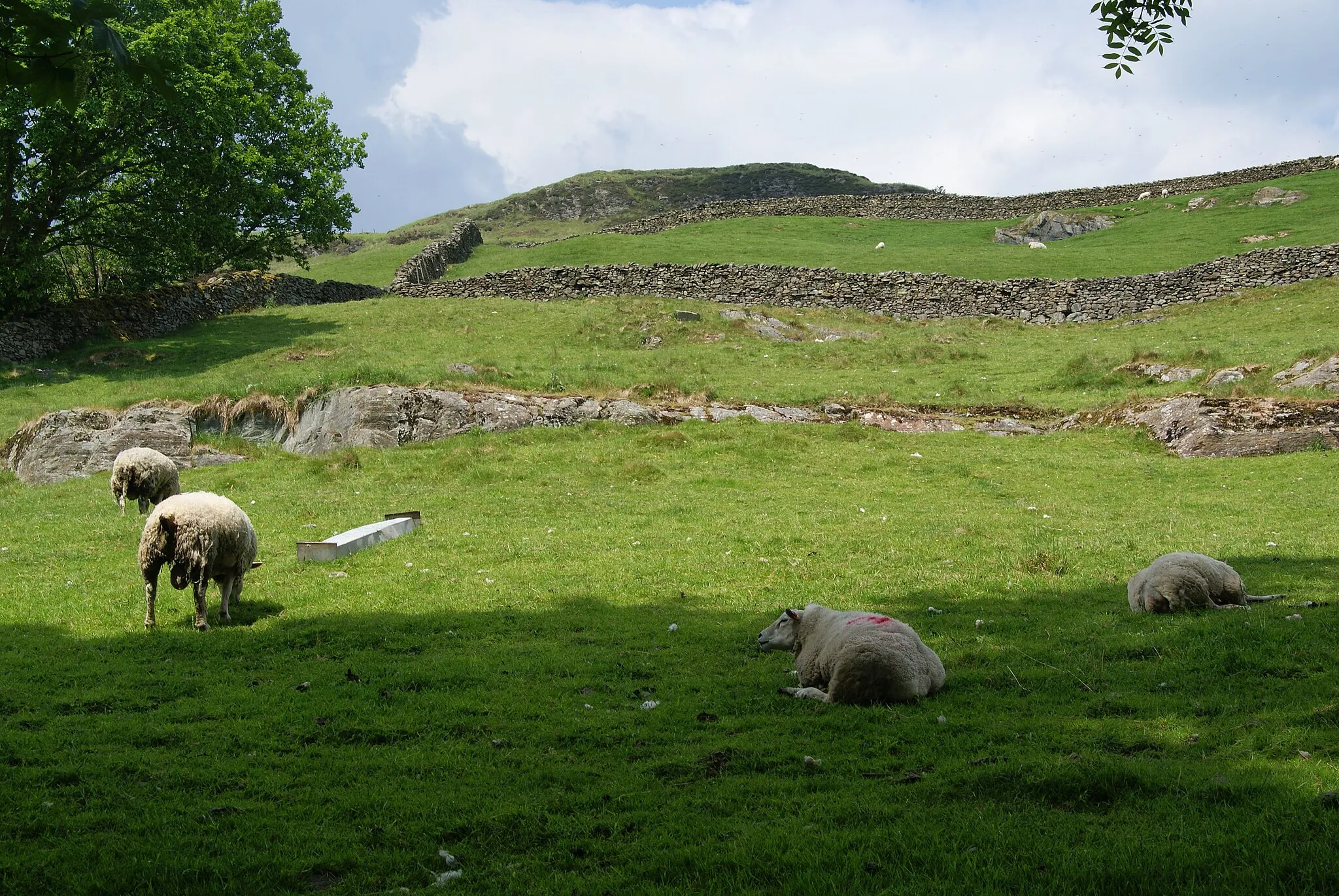 Photo showing: Sheep on the edge of Staveley