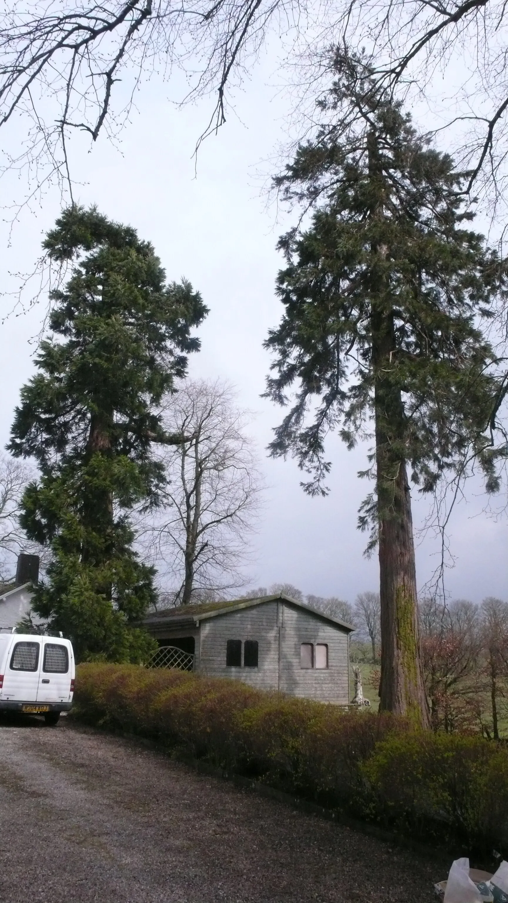 Photo showing: Causeway End redwoods