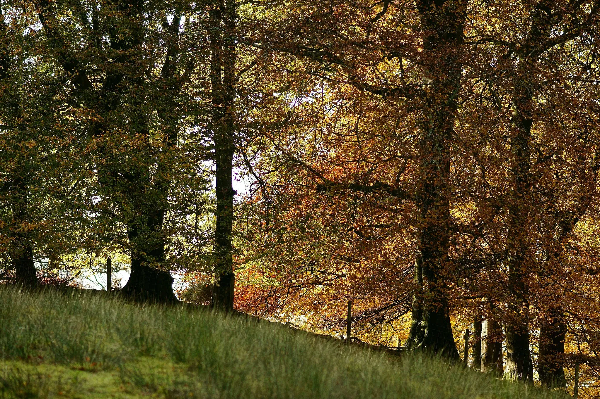 Photo showing: Seen near Santon Bridge, Cumbria.