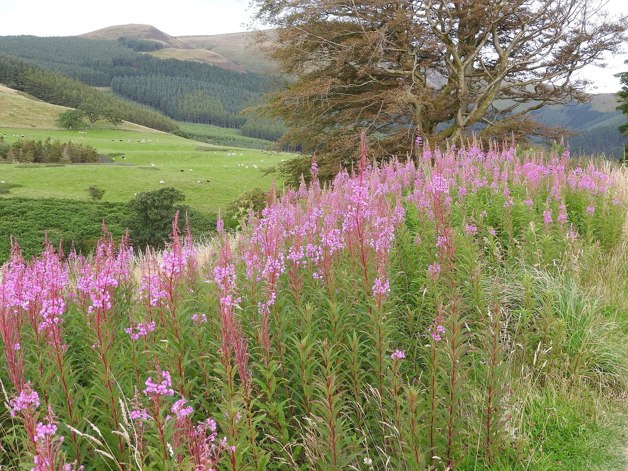 Photo showing: Mockerkin, Cumbria