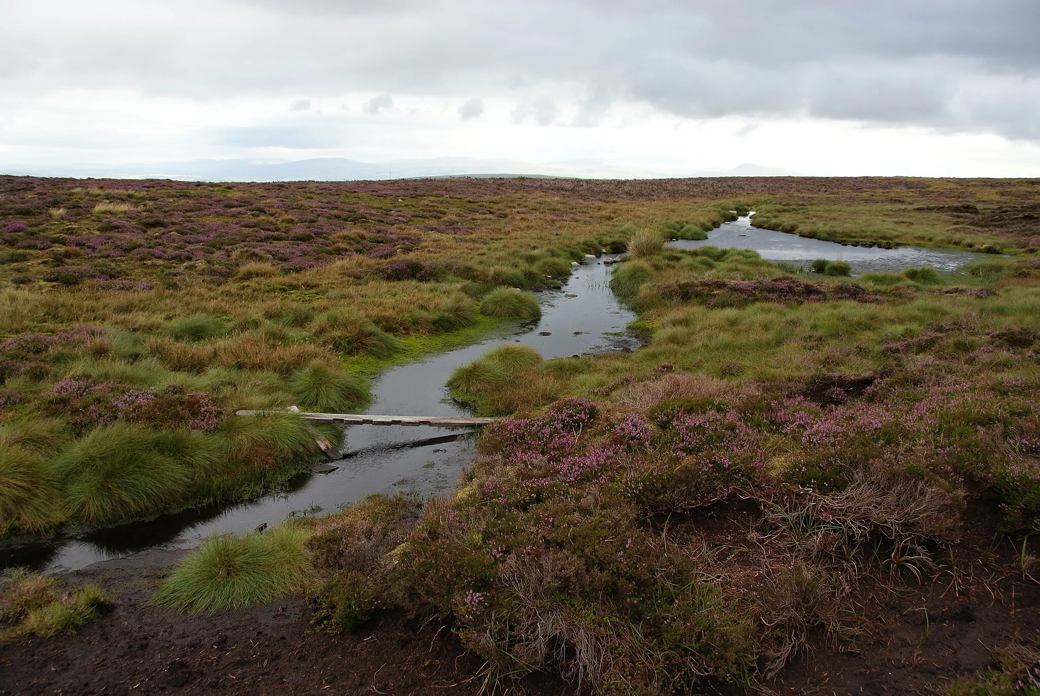 Photo showing: A soggy bit on Plover Moss
