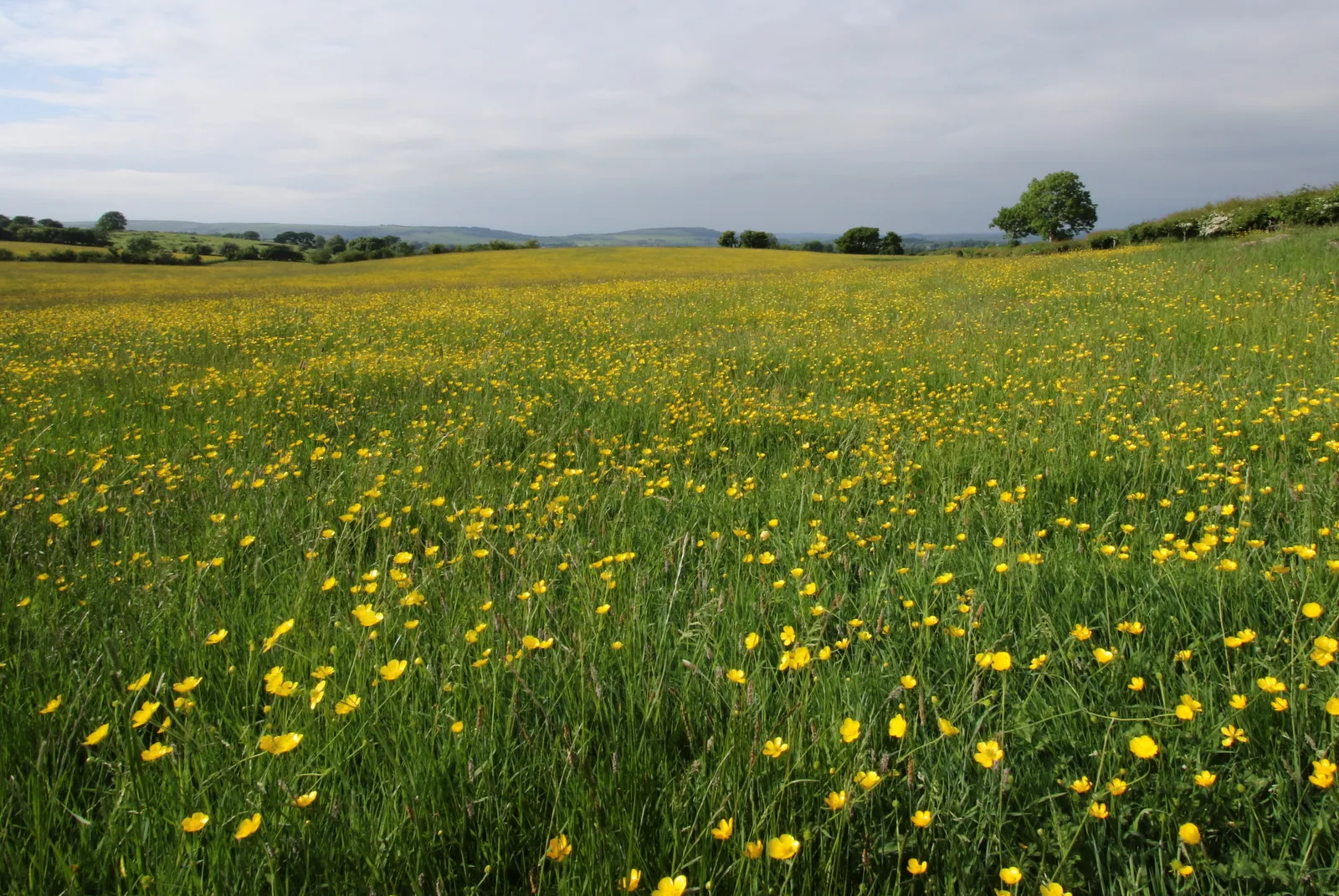 Photo showing: An abundance of Buttercups