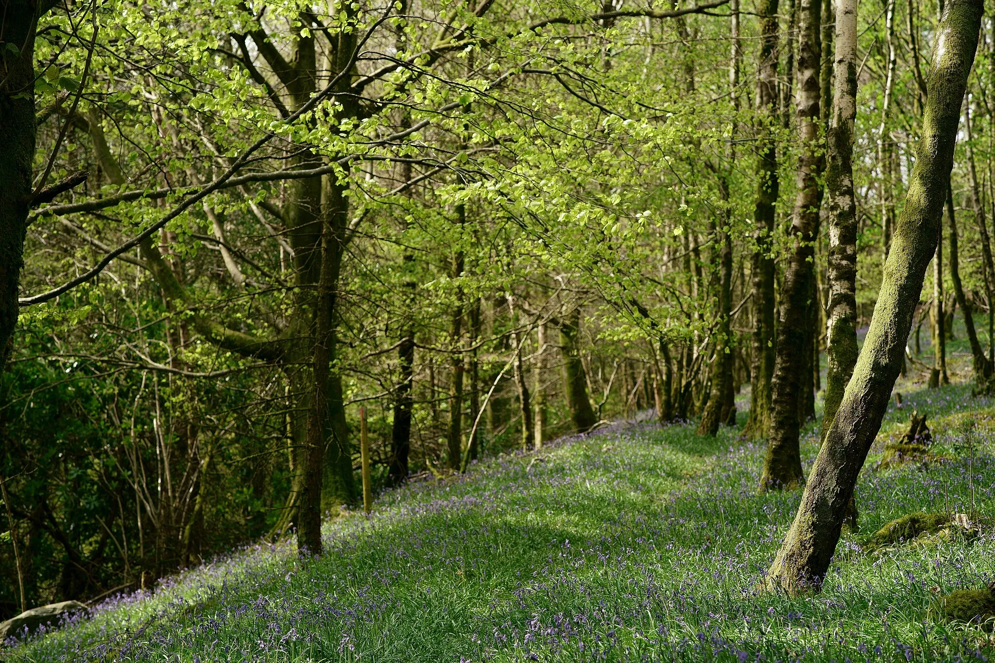 Photo showing: Bluebells in the Wood