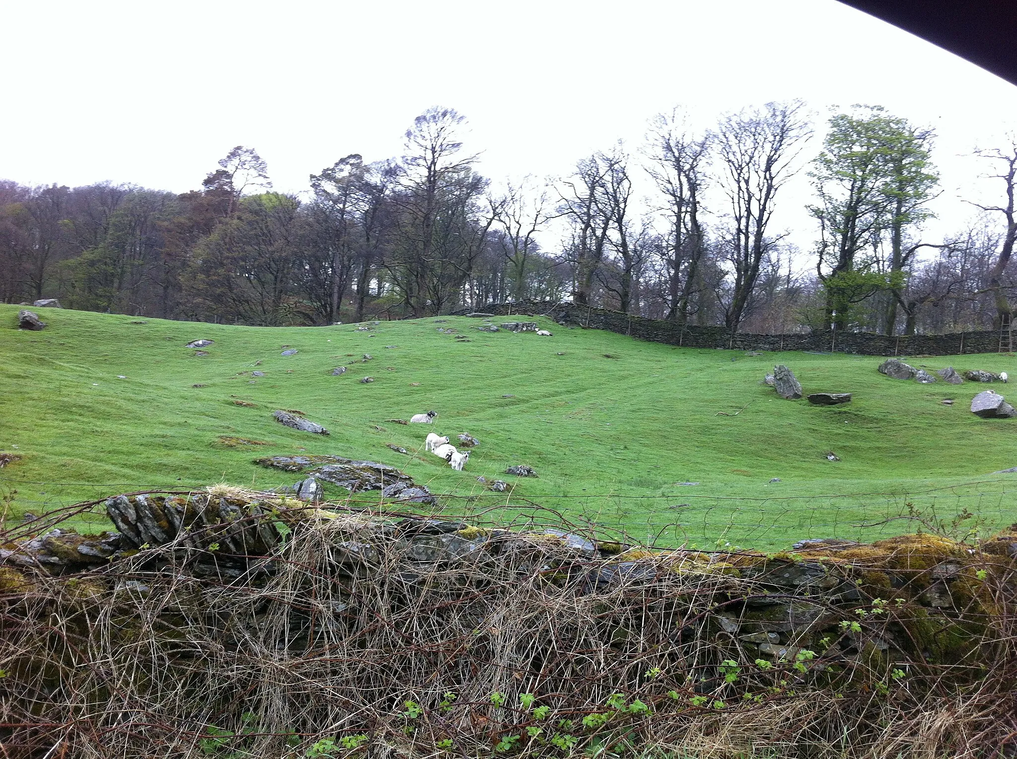 Photo showing: Sheep at Forest Hall