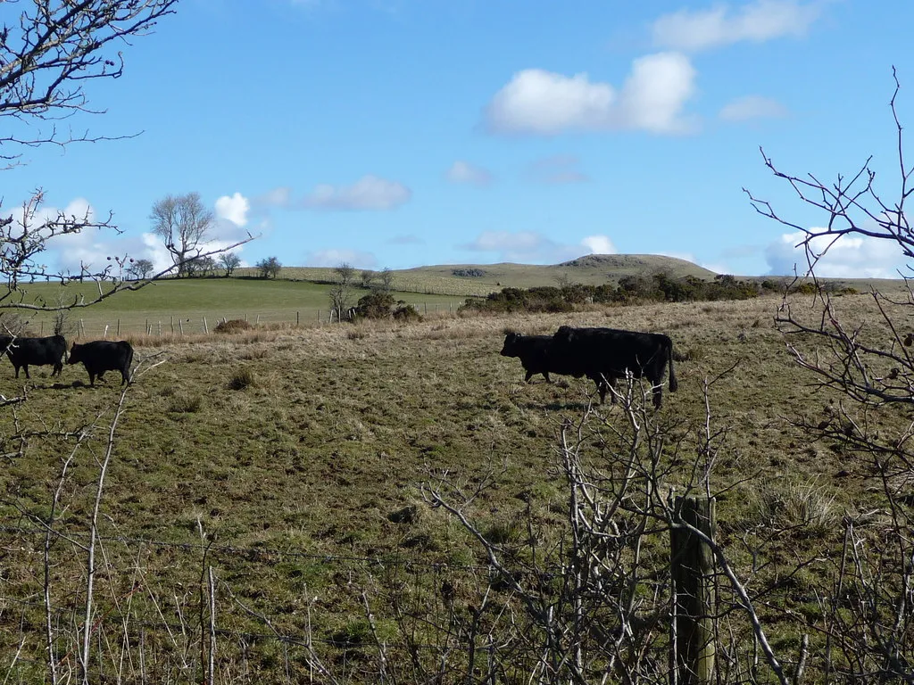 Photo showing: Black cattle on Gregg Hill