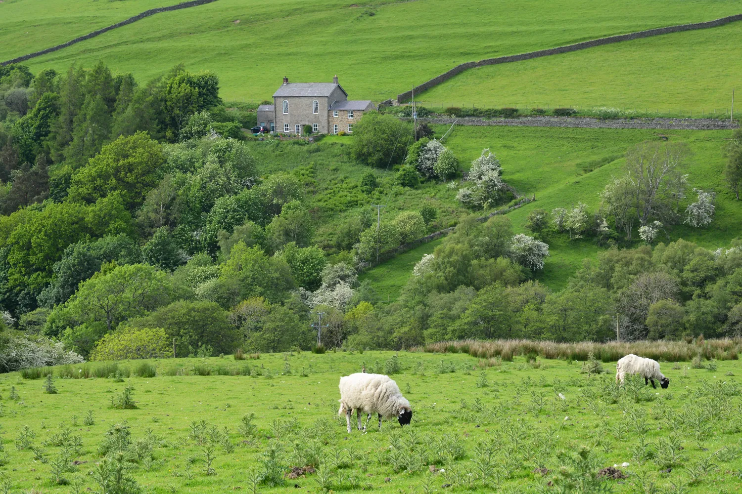 Photo showing: Across valley of Sinderhope Burn