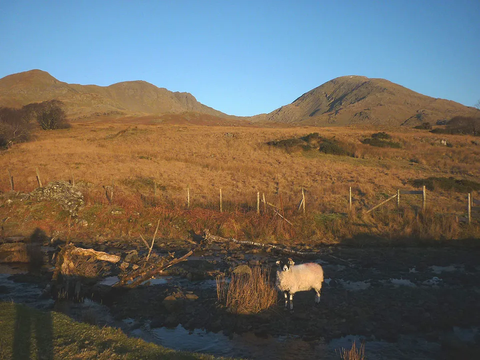 Photo showing: A sheep in Ashgill Beck