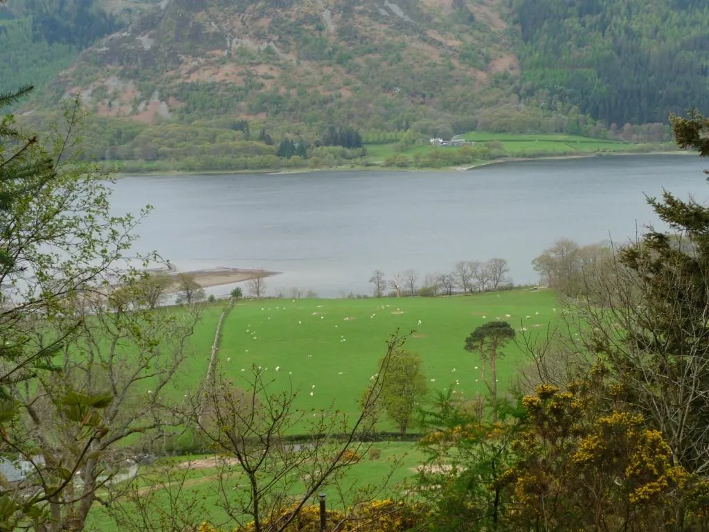 Photo showing: Sheepfield near Kiln How, on Bassenthwaite Lake shore