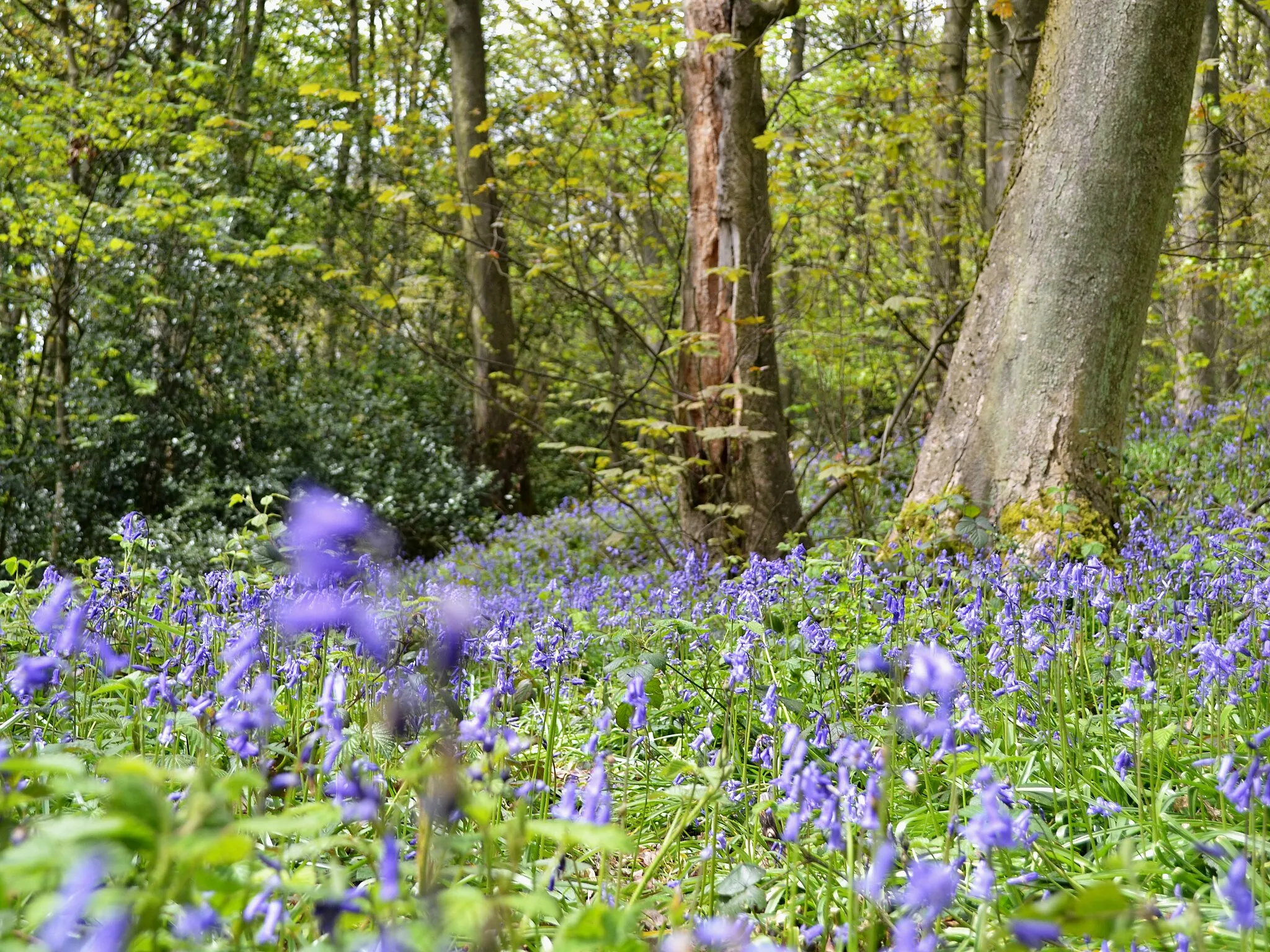 Photo showing: Bluebell time in Linacre Wood