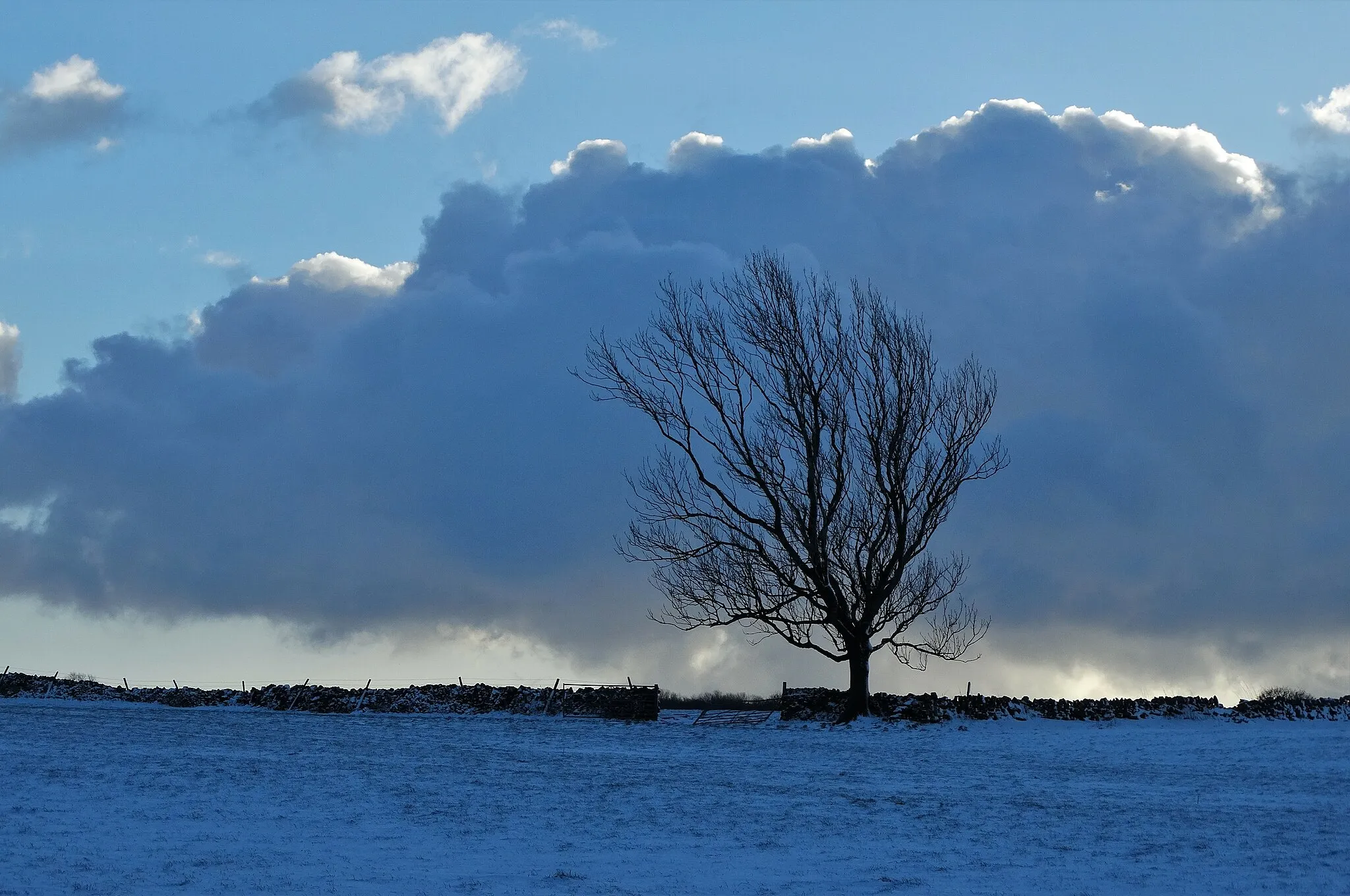 Photo showing: A Tree in Winter