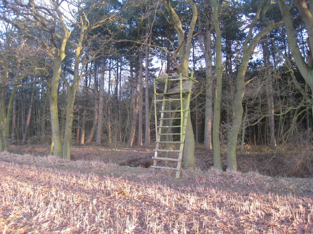 Photo showing: All ladder and no platform