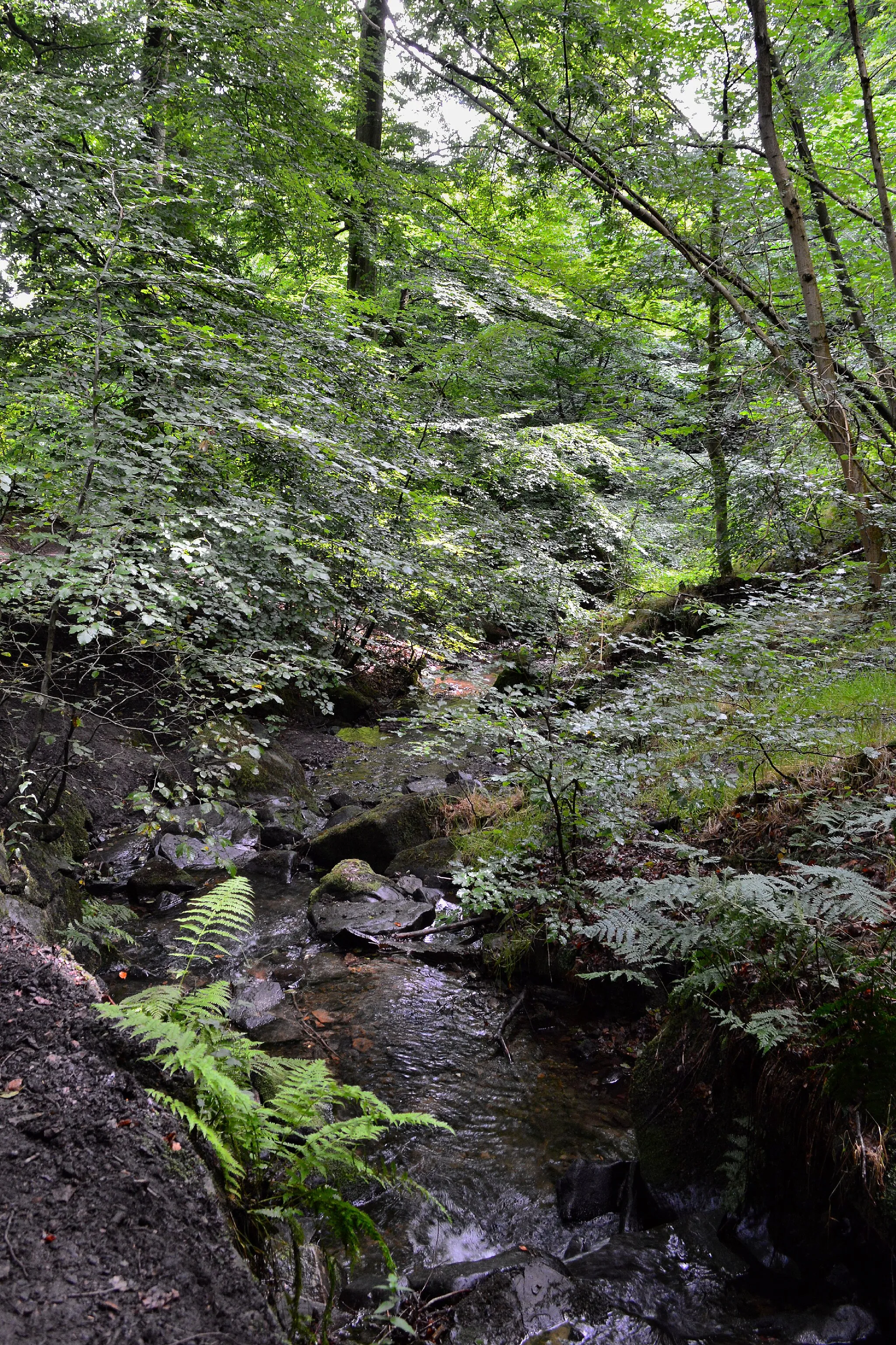 Photo showing: Porter Brook in Porter Clough