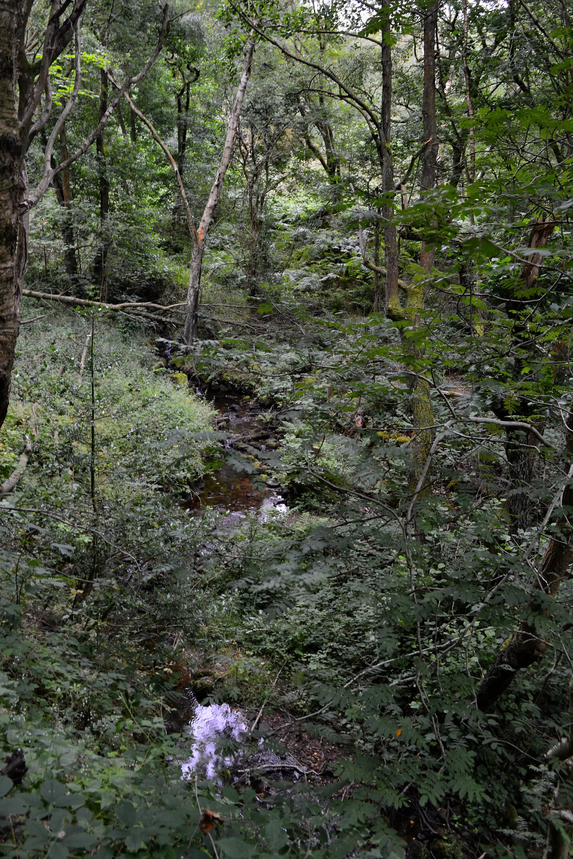 Photo showing: Blacka Moor Nature Reserve, Blacka Dike