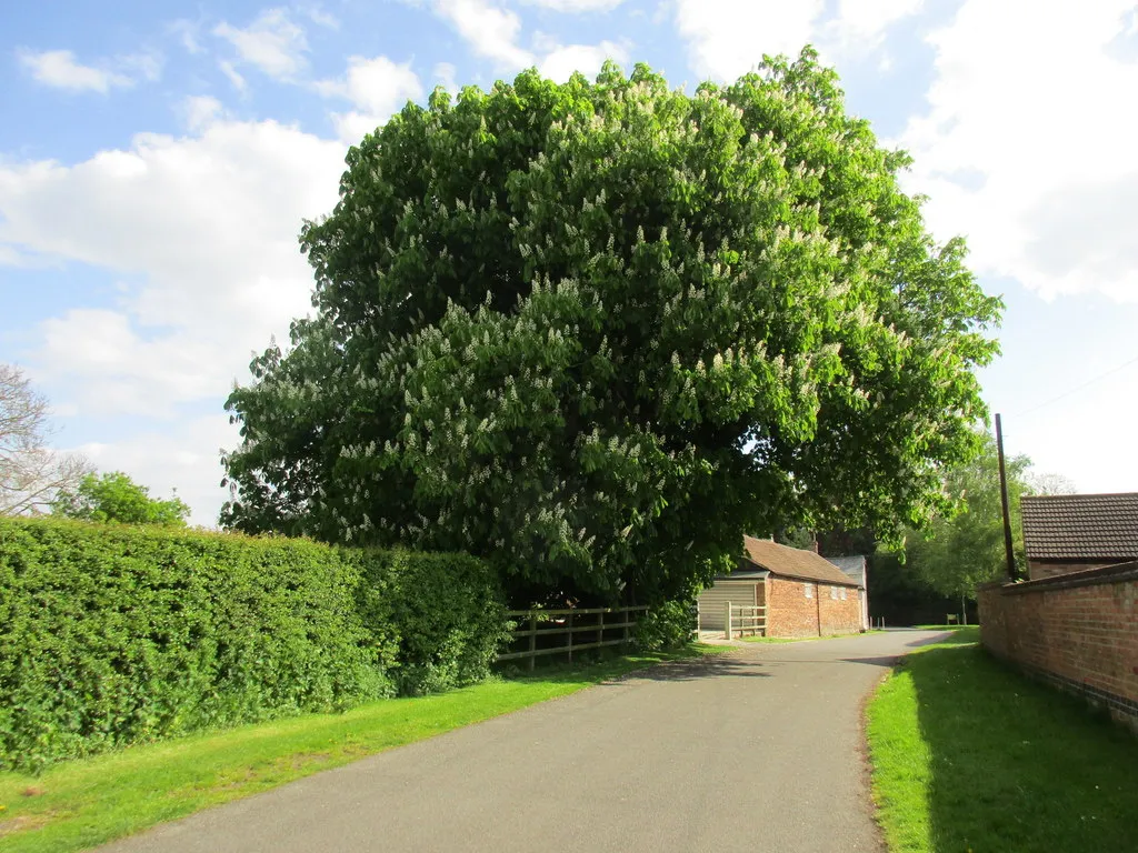 Photo showing: Horse chestnut in flower, Whatton in the Vale