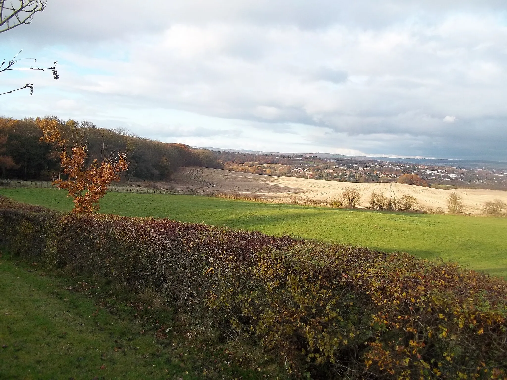 Photo showing: Grassland and Woodland near Wingerworth
