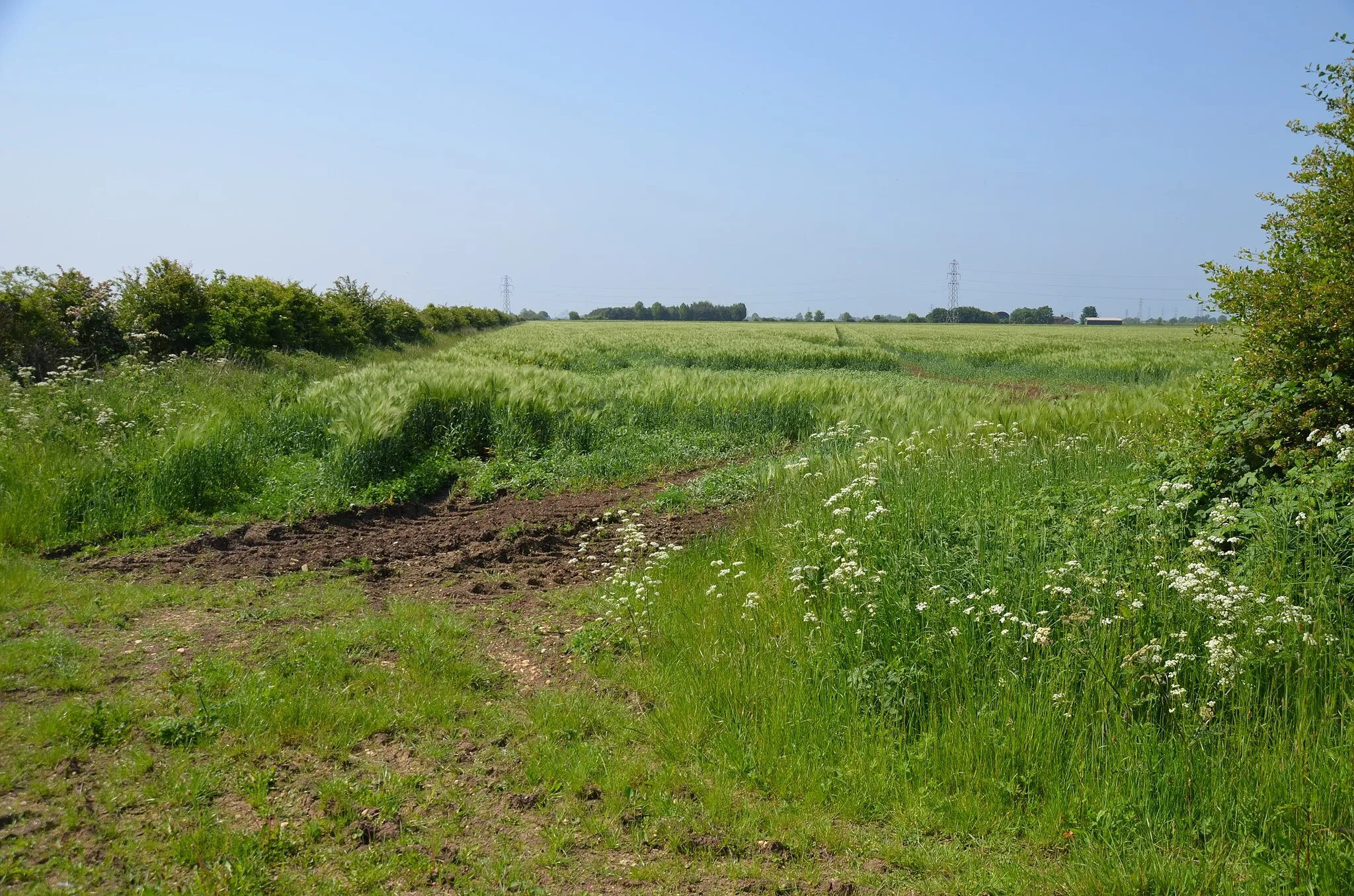 Photo showing: Barley Field