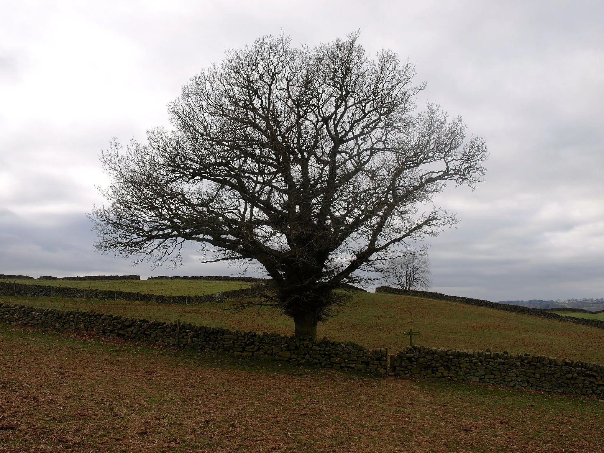 Photo showing: A slylish tree