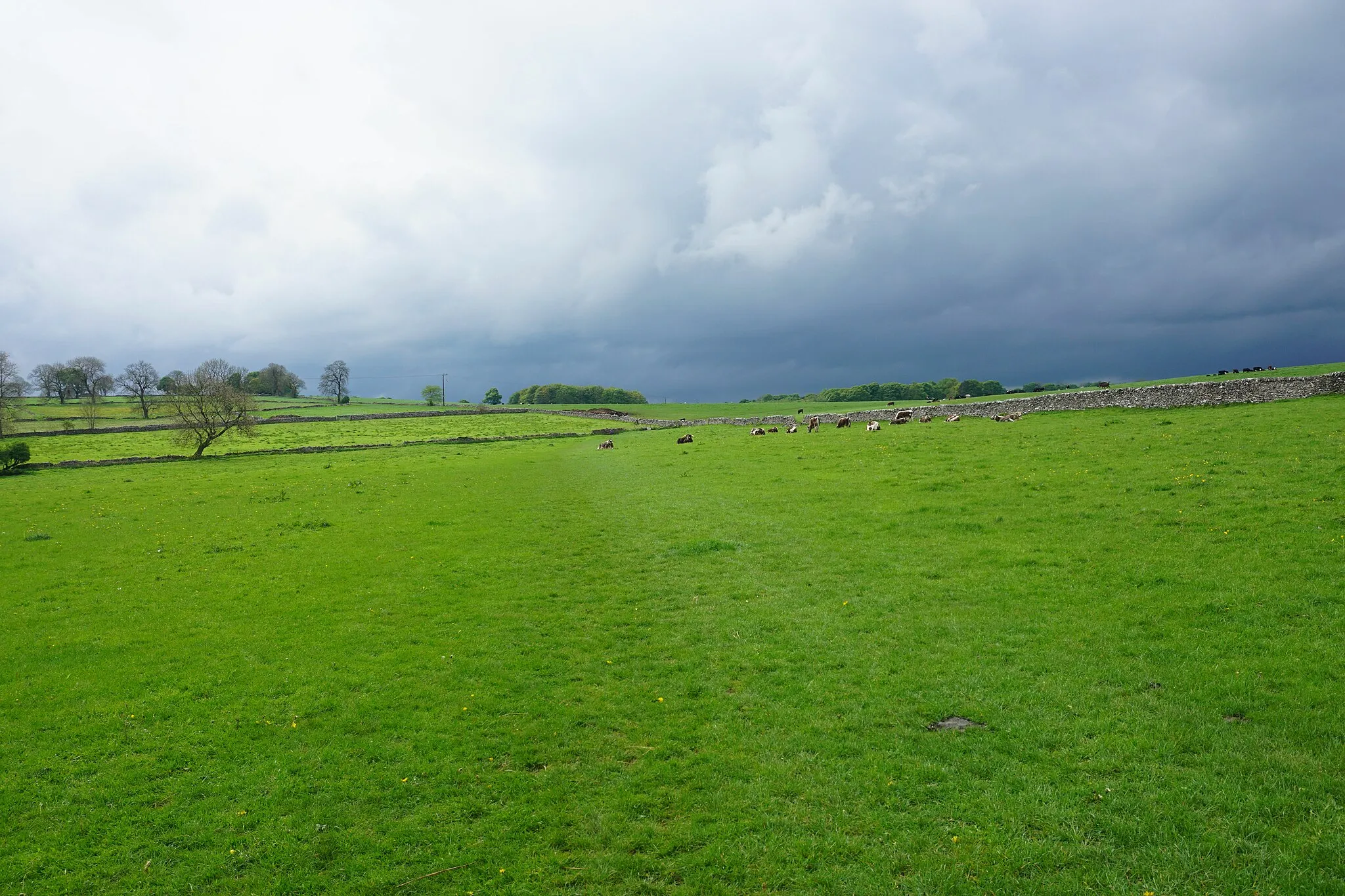 Photo showing: A path past a herd of longhorn cattle