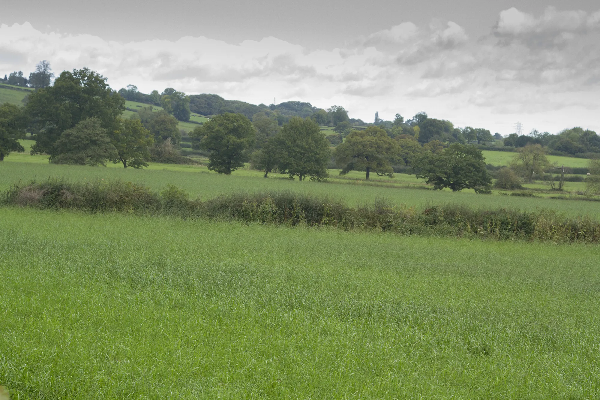 Photo showing: A field off Port Way