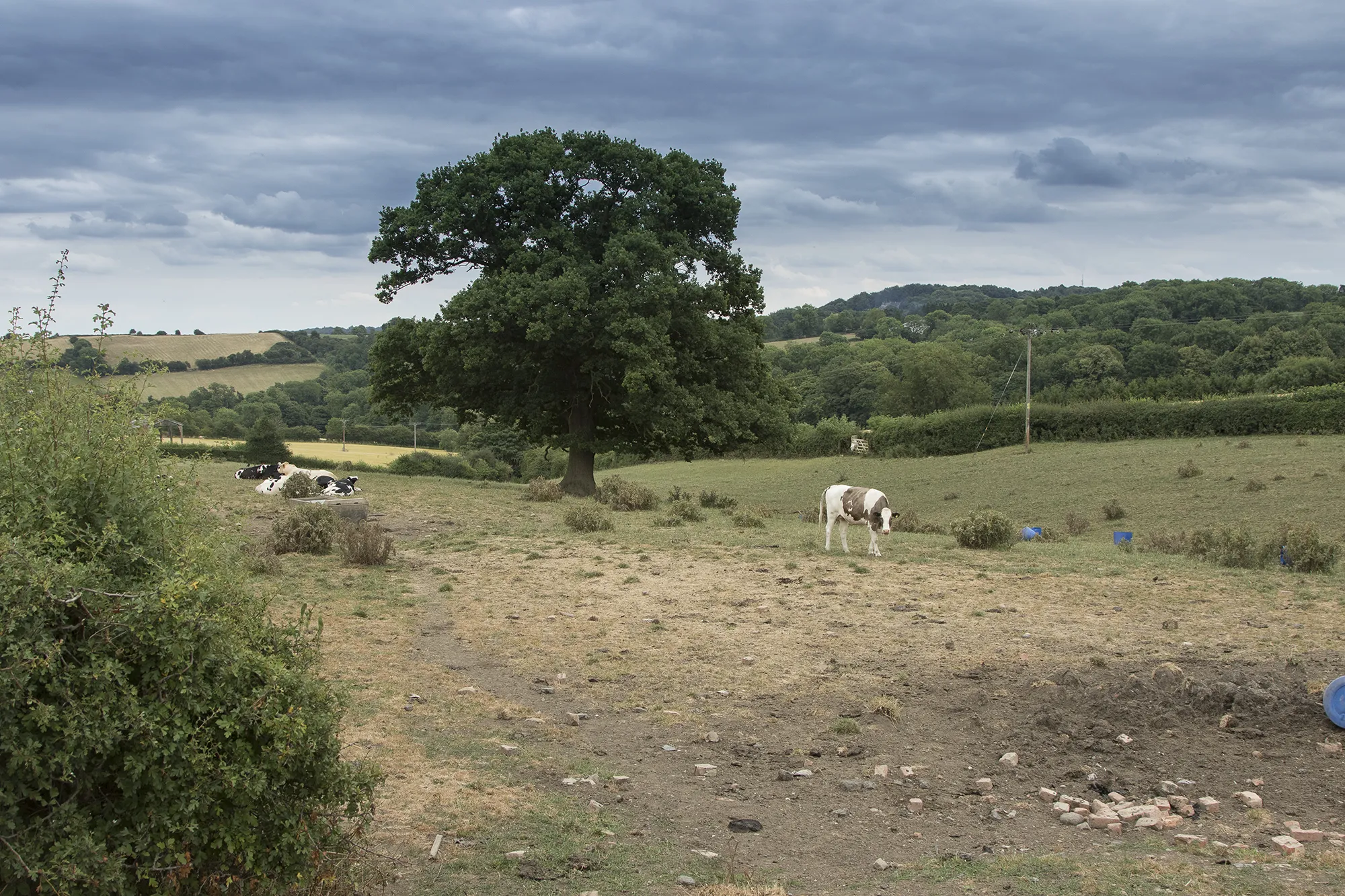 Photo showing: Cows in the field