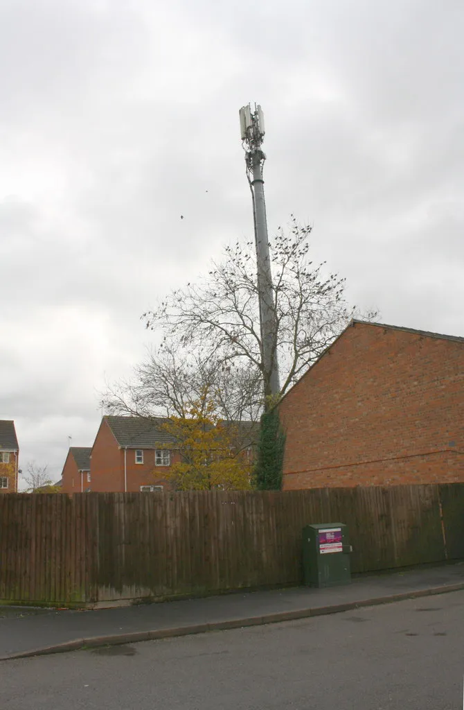 Photo showing: A tree with roosting birds by coms mast, North Street