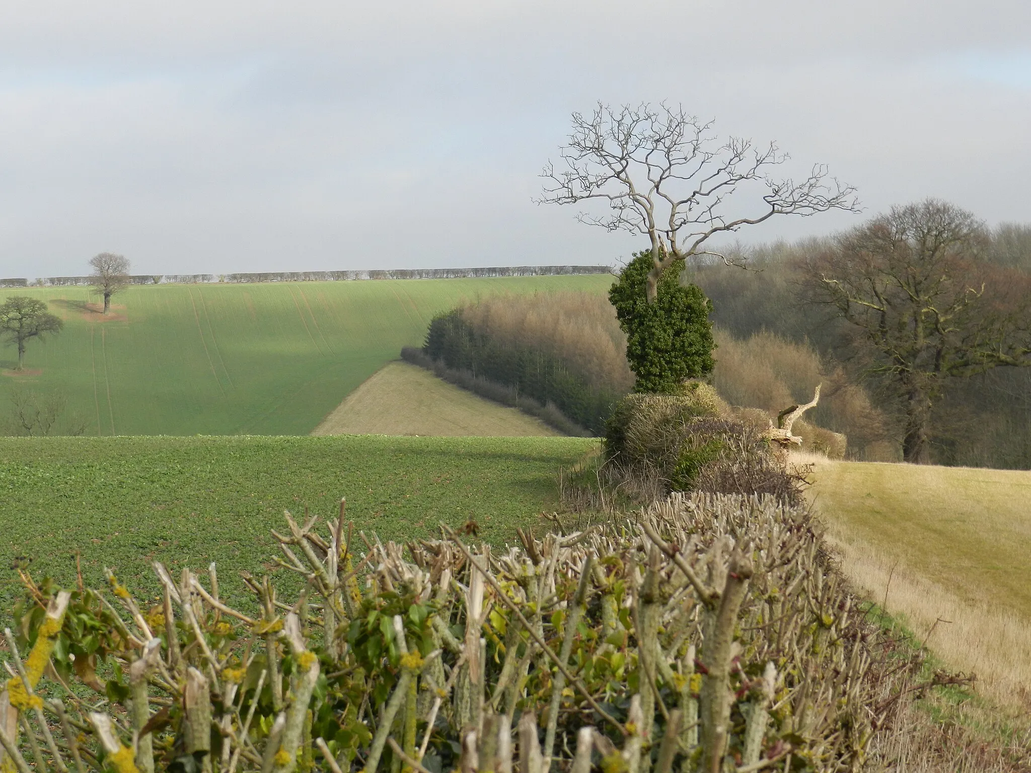 Photo showing: A view along a hedge