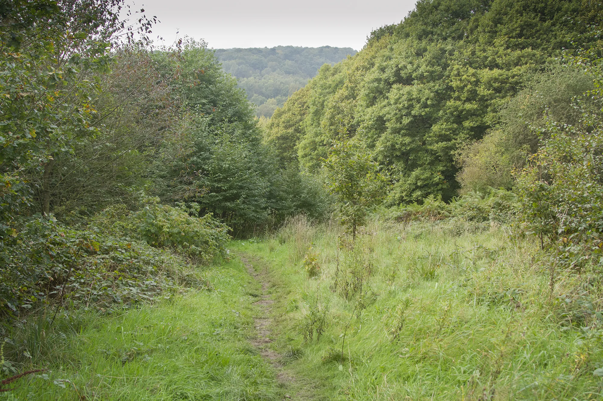 Photo showing: A rapidly filling clearing