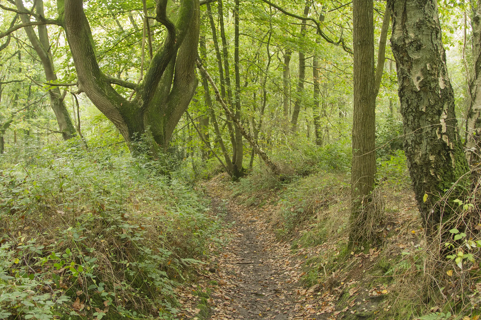 Photo showing: A downhill path