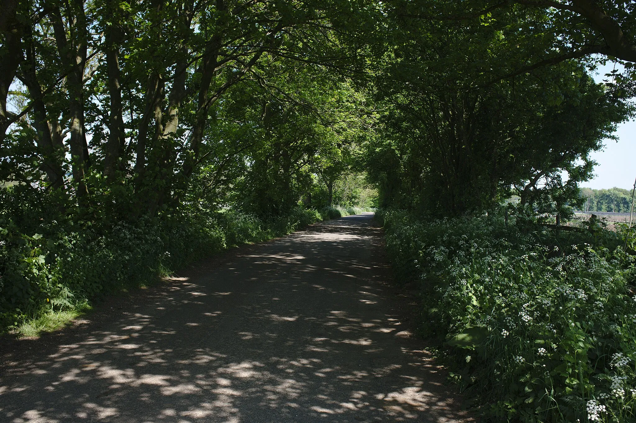 Photo showing: A tunnel of trees