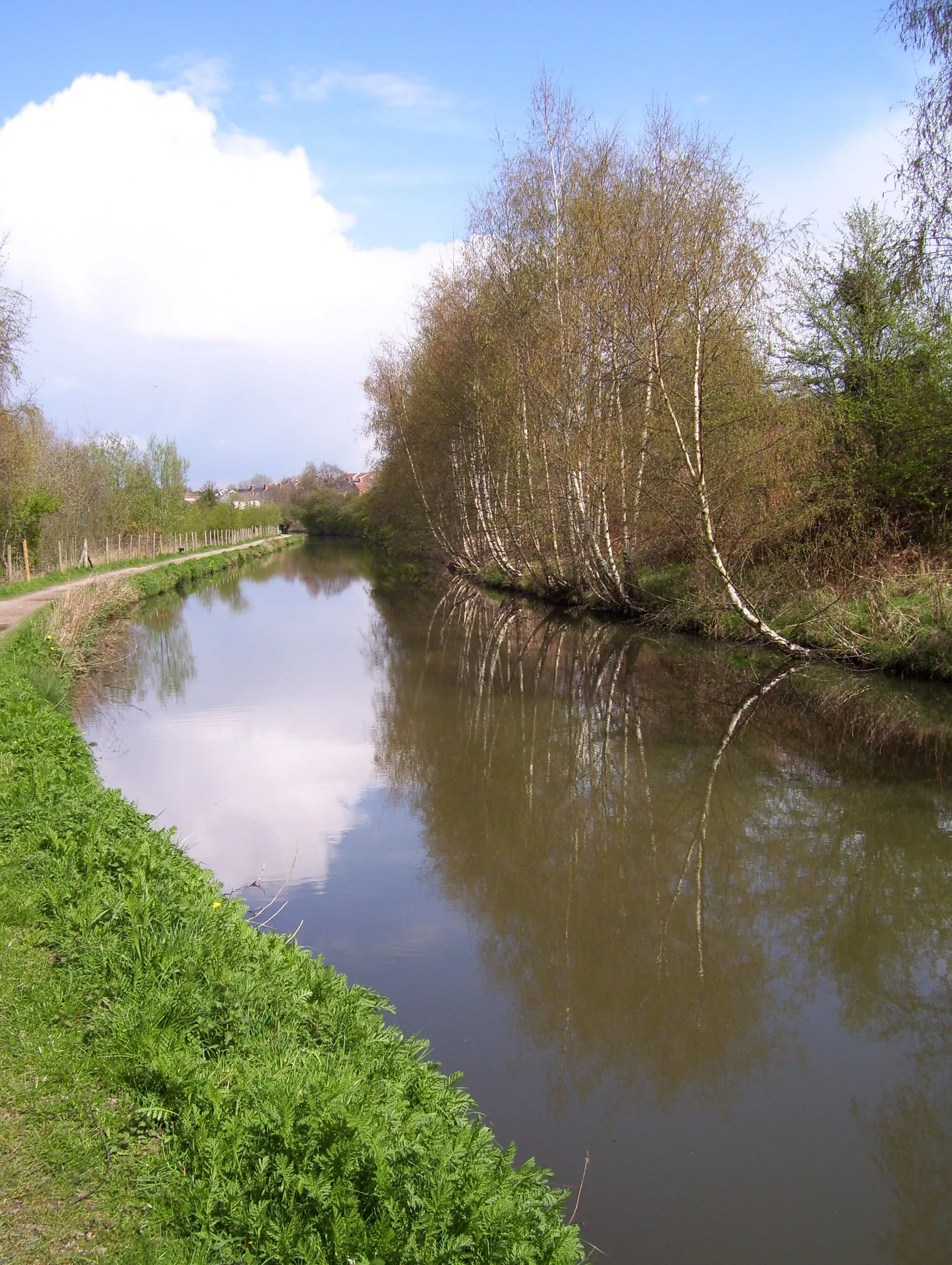 Photo showing: Birch trees by the Chesterfield Canal