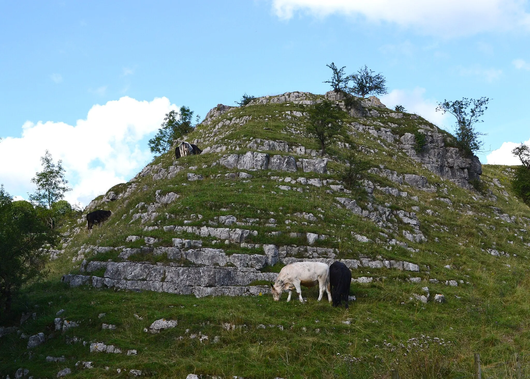 Photo showing: Cattle grazing on limestone outcrop - Hay Dale