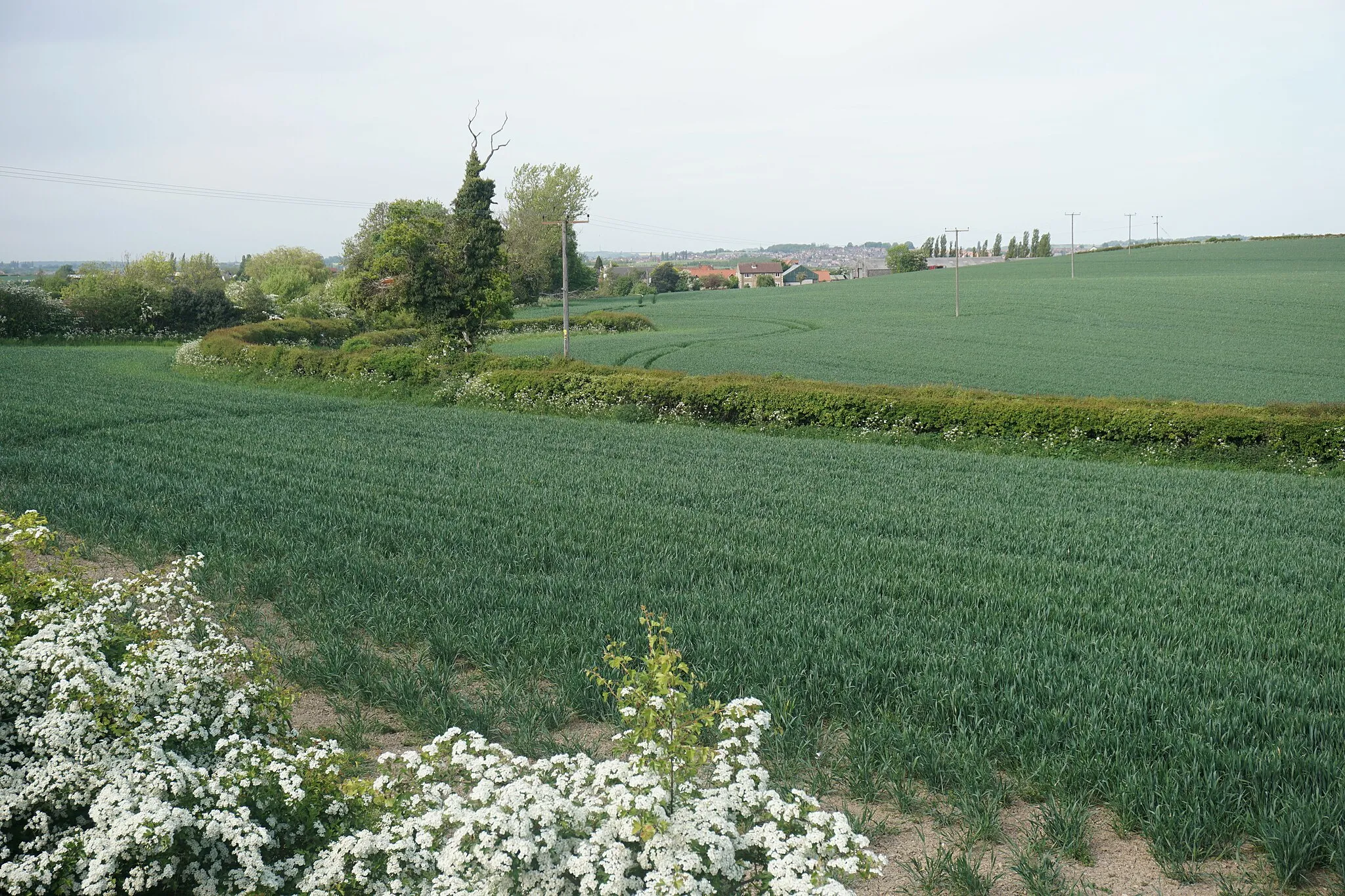 Photo showing: Fields north east of Woodall Services